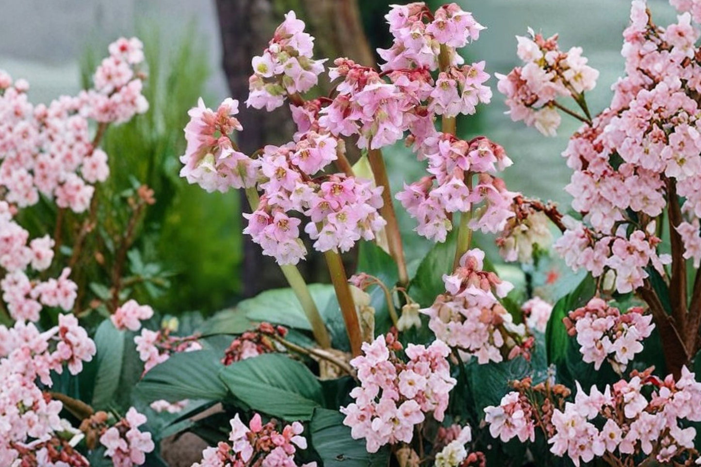 Bergenia 'Baby Doll' Live Plant | Pink Flowers | Evergreen Shade Perennial | Deer Resistant | Hardy Zones 3-11