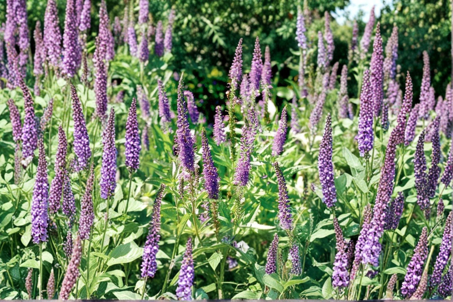 Veronica spicata 'Blue Carpet' Live Plant | Violet Blue Flowers | Compact Pollinator Perennial | Blue Speedwell