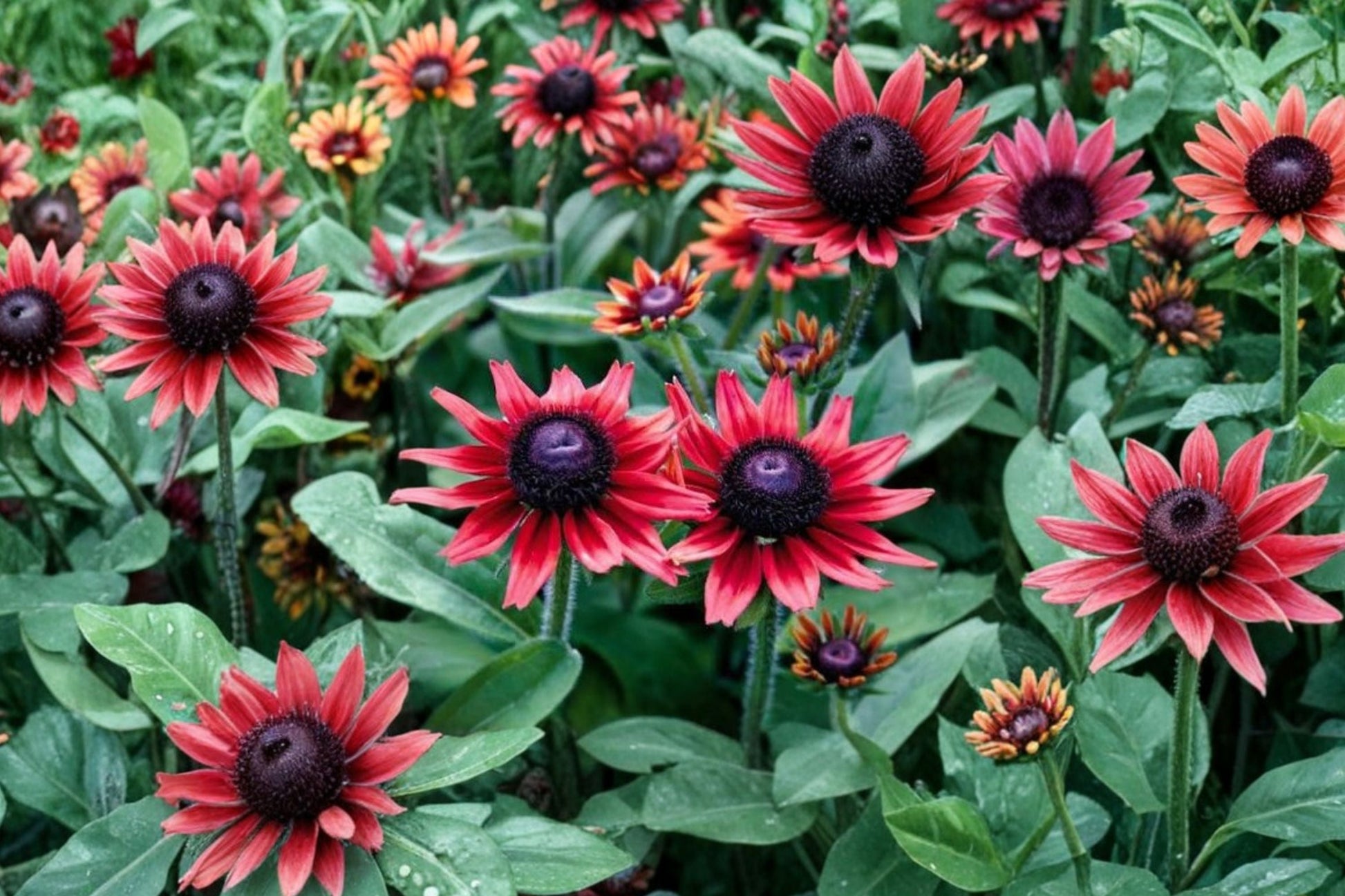 Rudbeckia 'Cherry Brandy' | 4" Live Plant | Red Black Eyed Susan | Pollinator Perennial | Cherry Red Coneflower