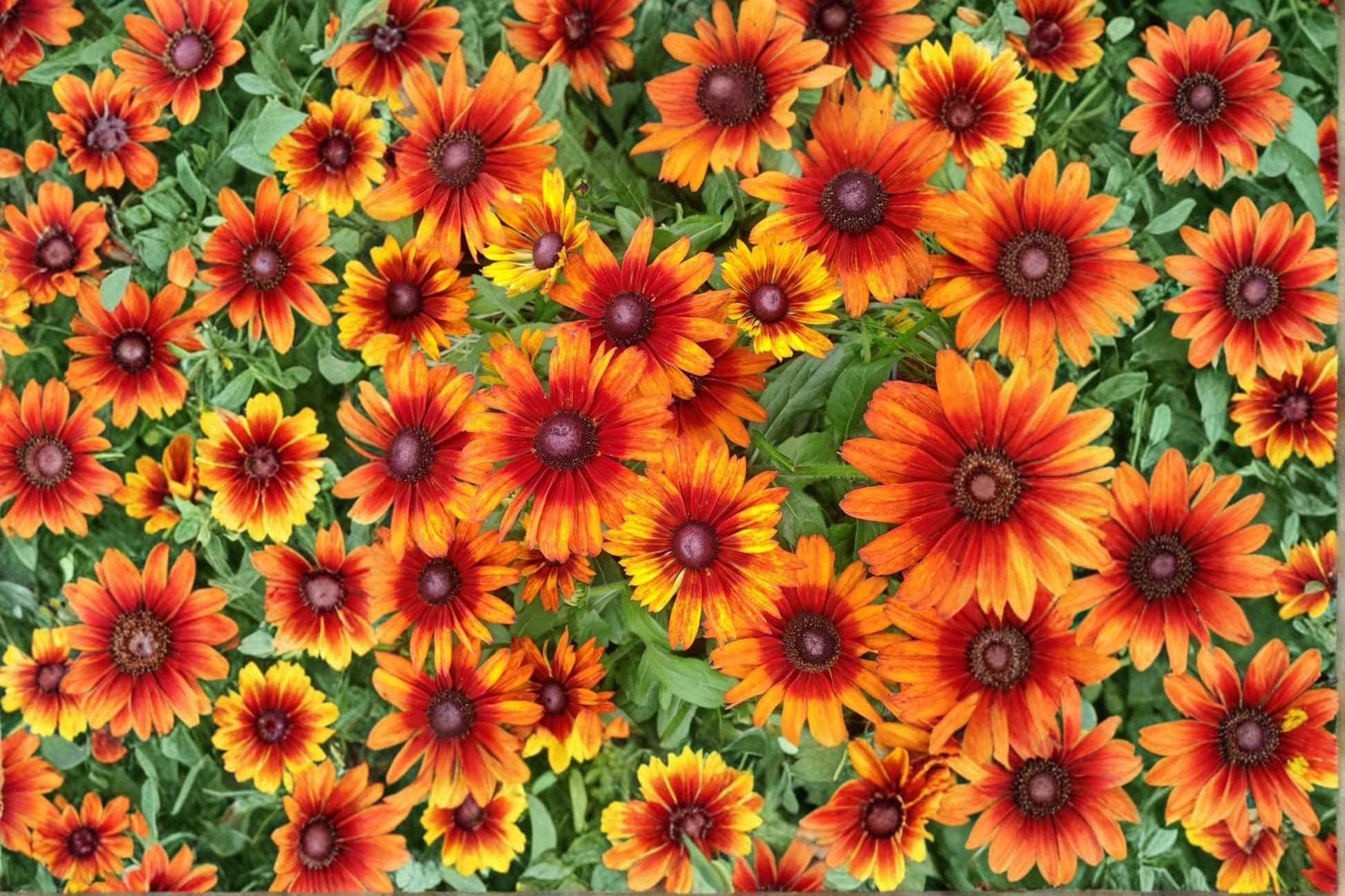 Black Eyed Susan Live Plant | Rudbeckia 'Autumn Colors' | Bicolor Coneflower | Pollinator Perennial
