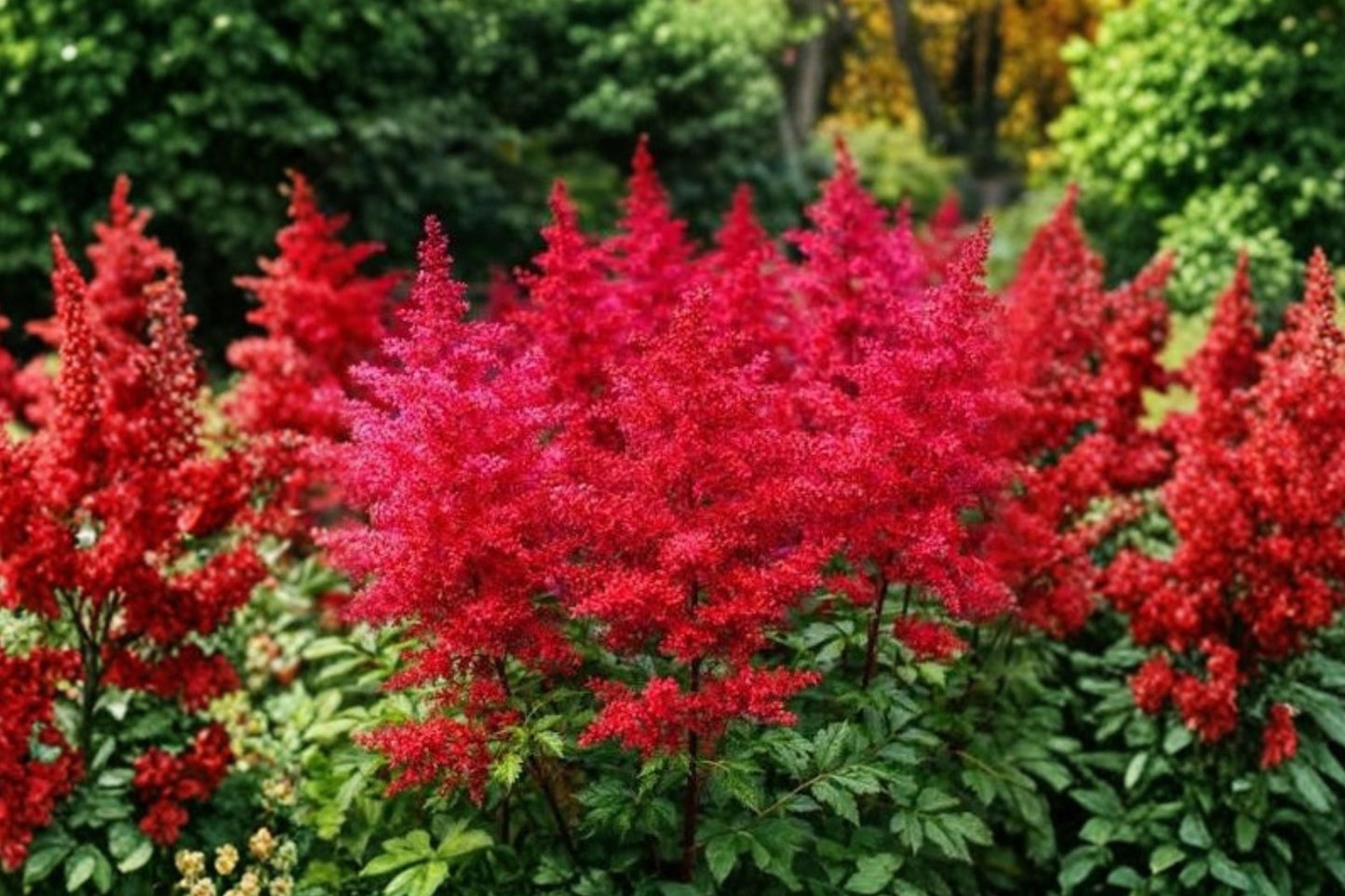 Astilbe 'Fanal' Live Plant | Deep Red False Goat's Beard | Shade Perennial | Deer Resistant | Astilbe x arendsii