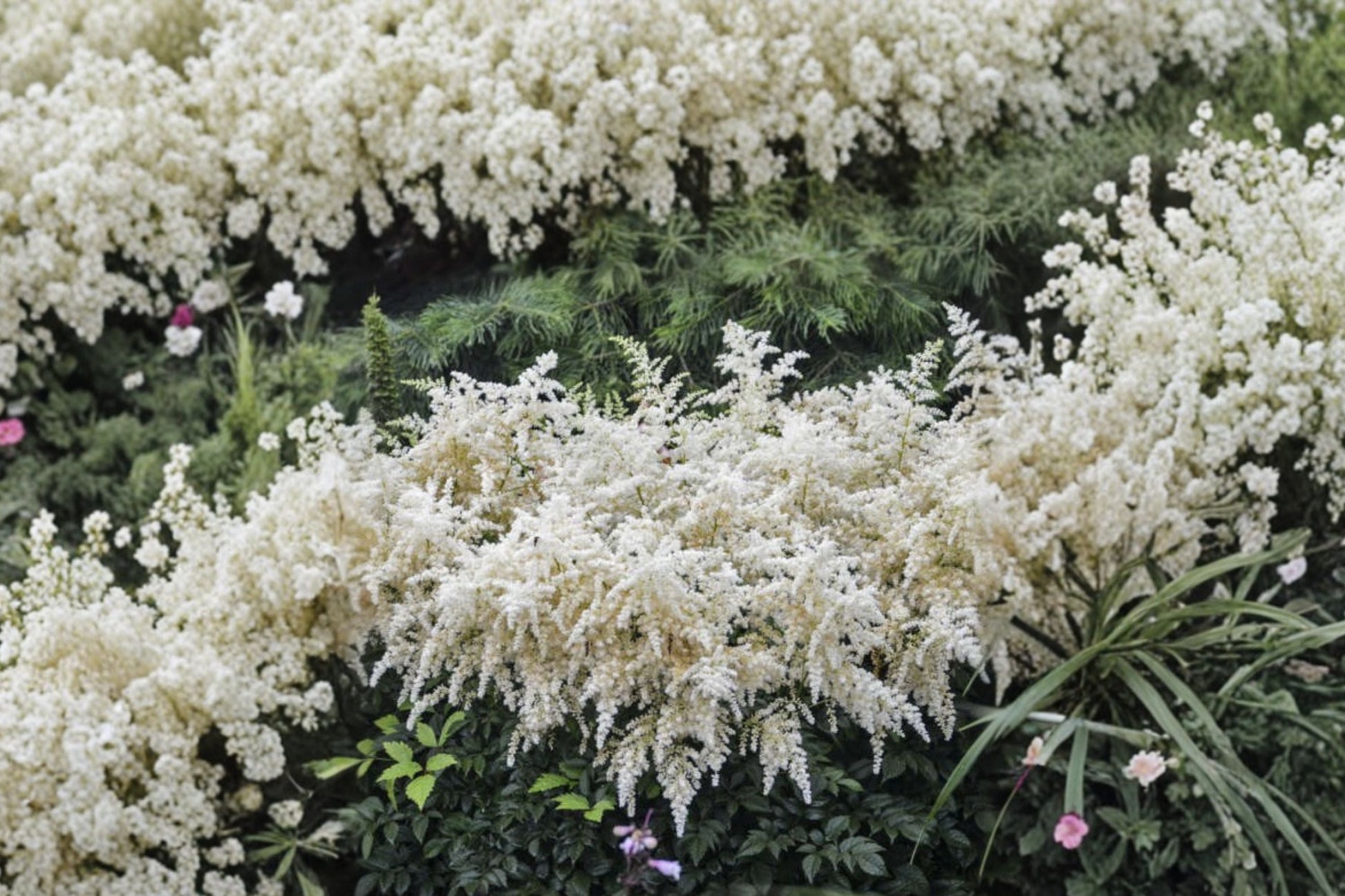 Astilbe 'Bridal Veil' Live Plant | White False Goat's Beard | Deer Resistant Shade Perennial | Astilbe | Ivory-White Blooms