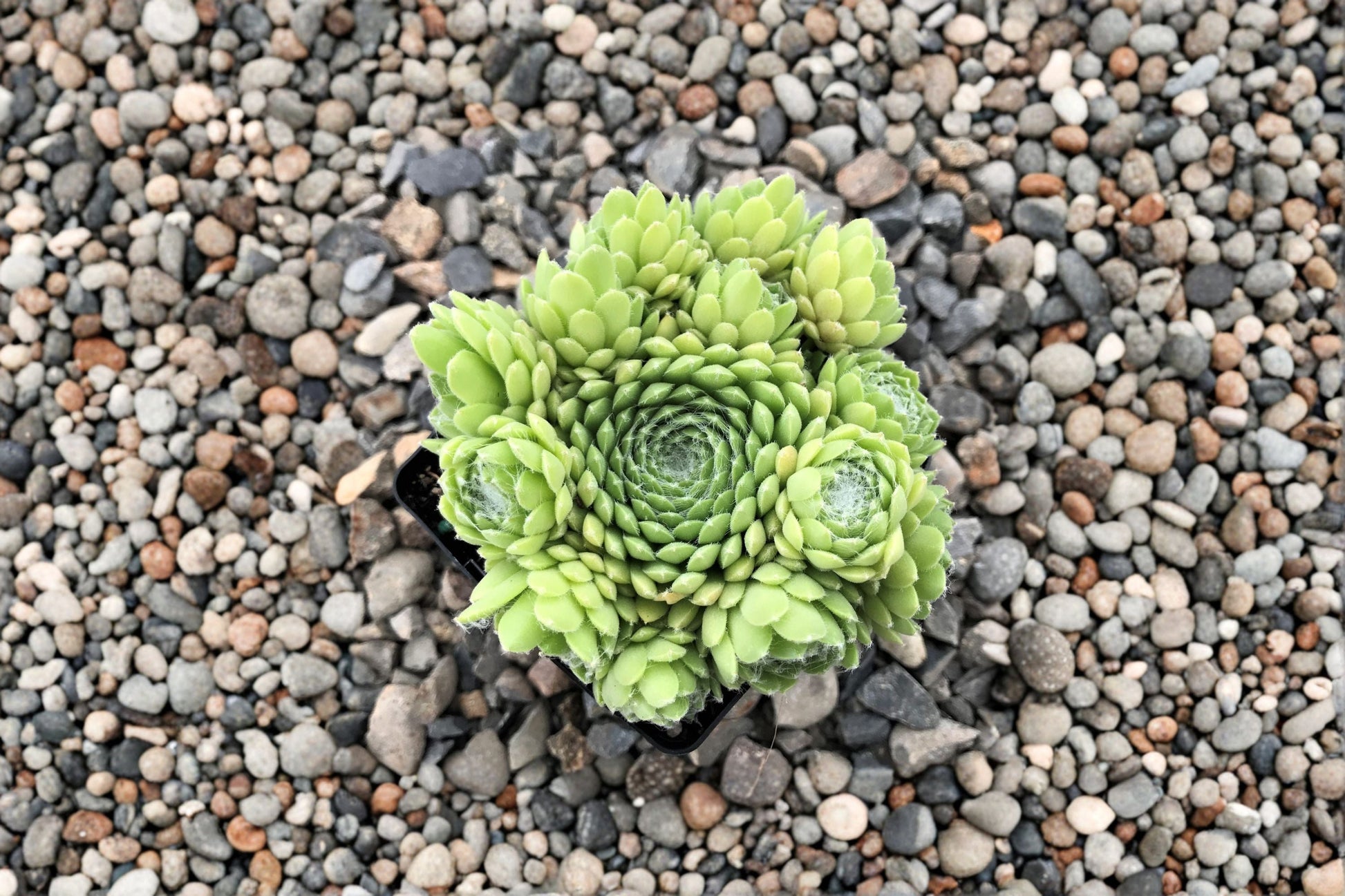 Sempervivum 'Red Nails' Live Plant | Red Hens and Chicks Succulent | Cold Hardy Evergreen | Color Changing Green and Red Rosettes