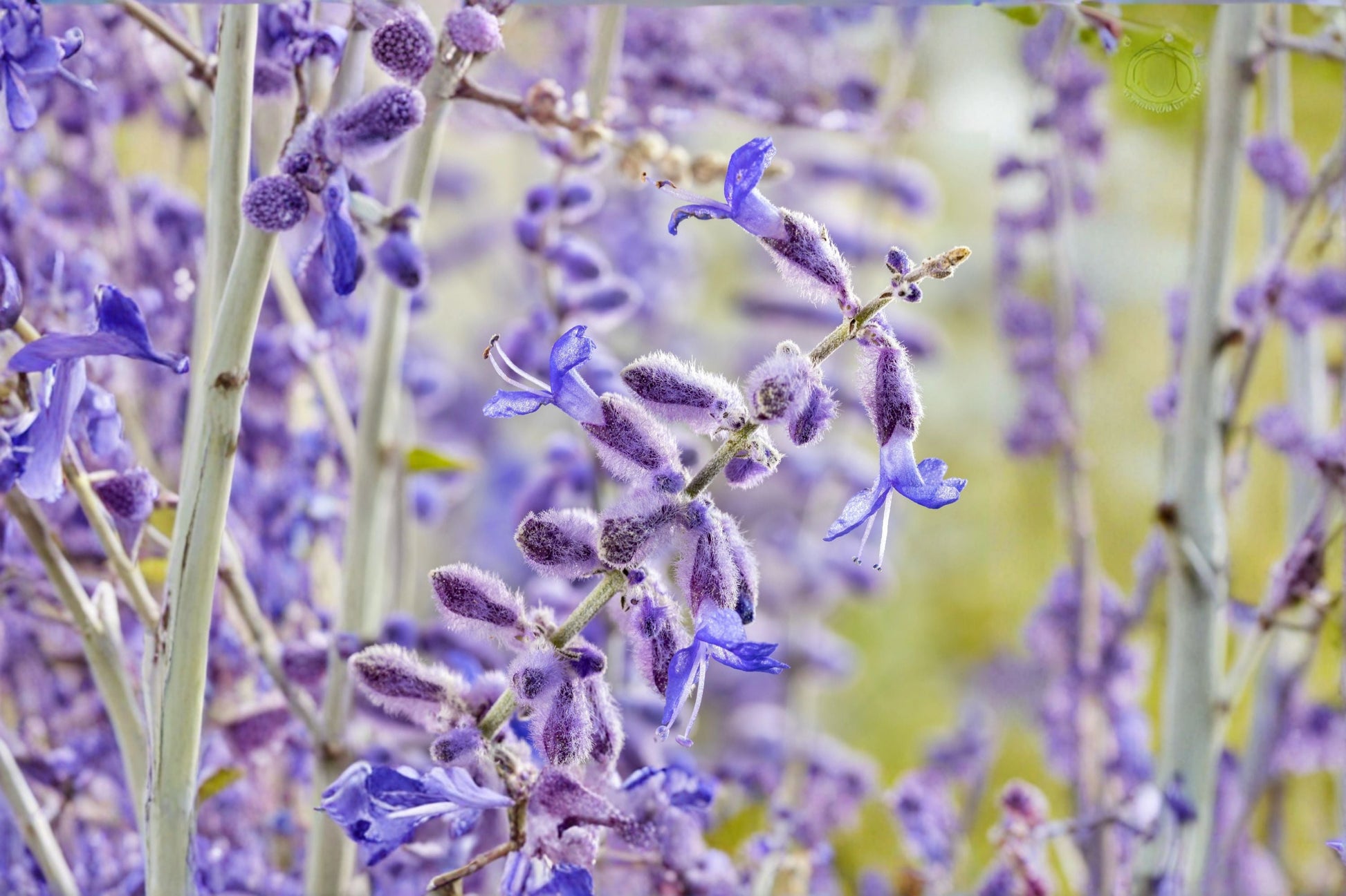 Compact Russian Sage Live Plant | Perovskia 'Little Spire' | Lavender-Blue Flowers | Drought Tolerant Perennial | 4.5" Pot