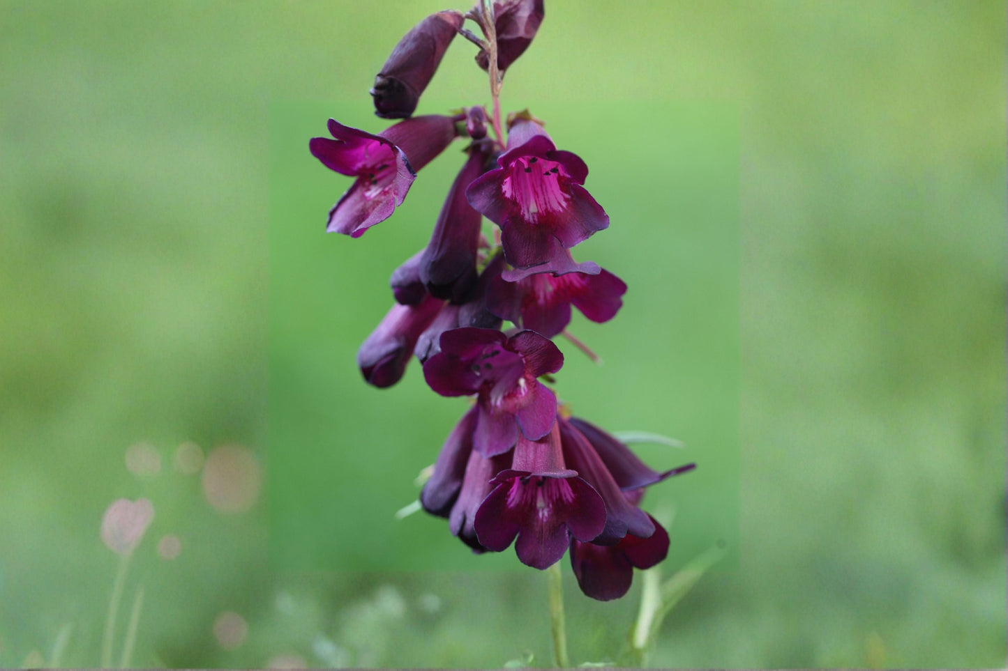 Penstemon 'Raven' 1 Gallon Live Plant | Dark Purple Beardtongue | Pollinator Perennial | Drought Tolerant