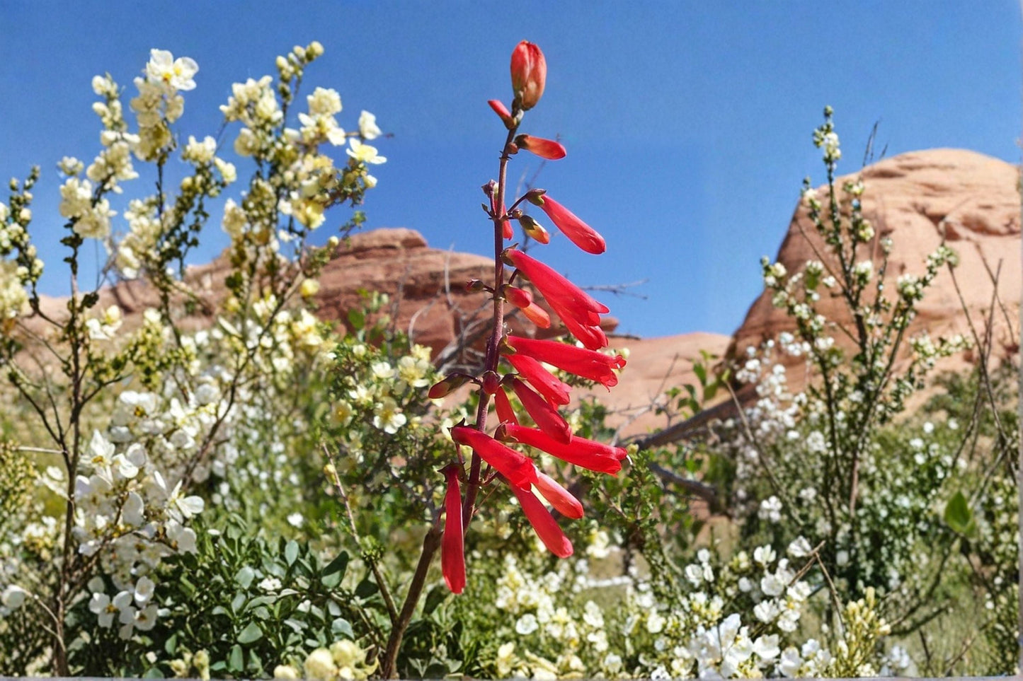 Penstemon 'Firebird' | 1 Gallon Live Plant | Red Beardtongue | Drought Tolerant Perennial | Hummingbird Flower | Pollinator-Friendly
