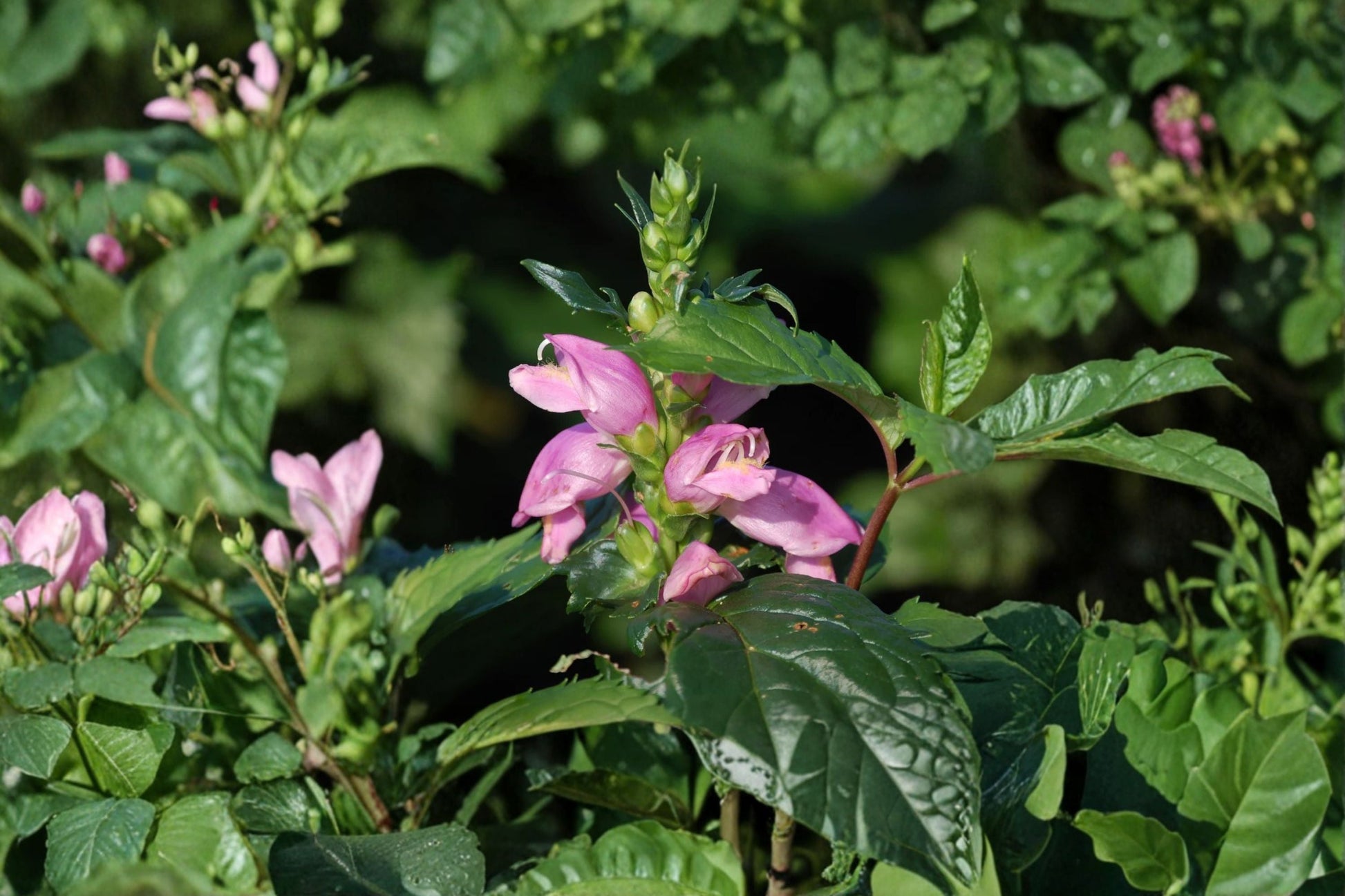 Pink Turtlehead Plant 3.5" Chelone 'Hot Lips' | Native Perennial | Hummingbird Flower | Pollinator Friendly
