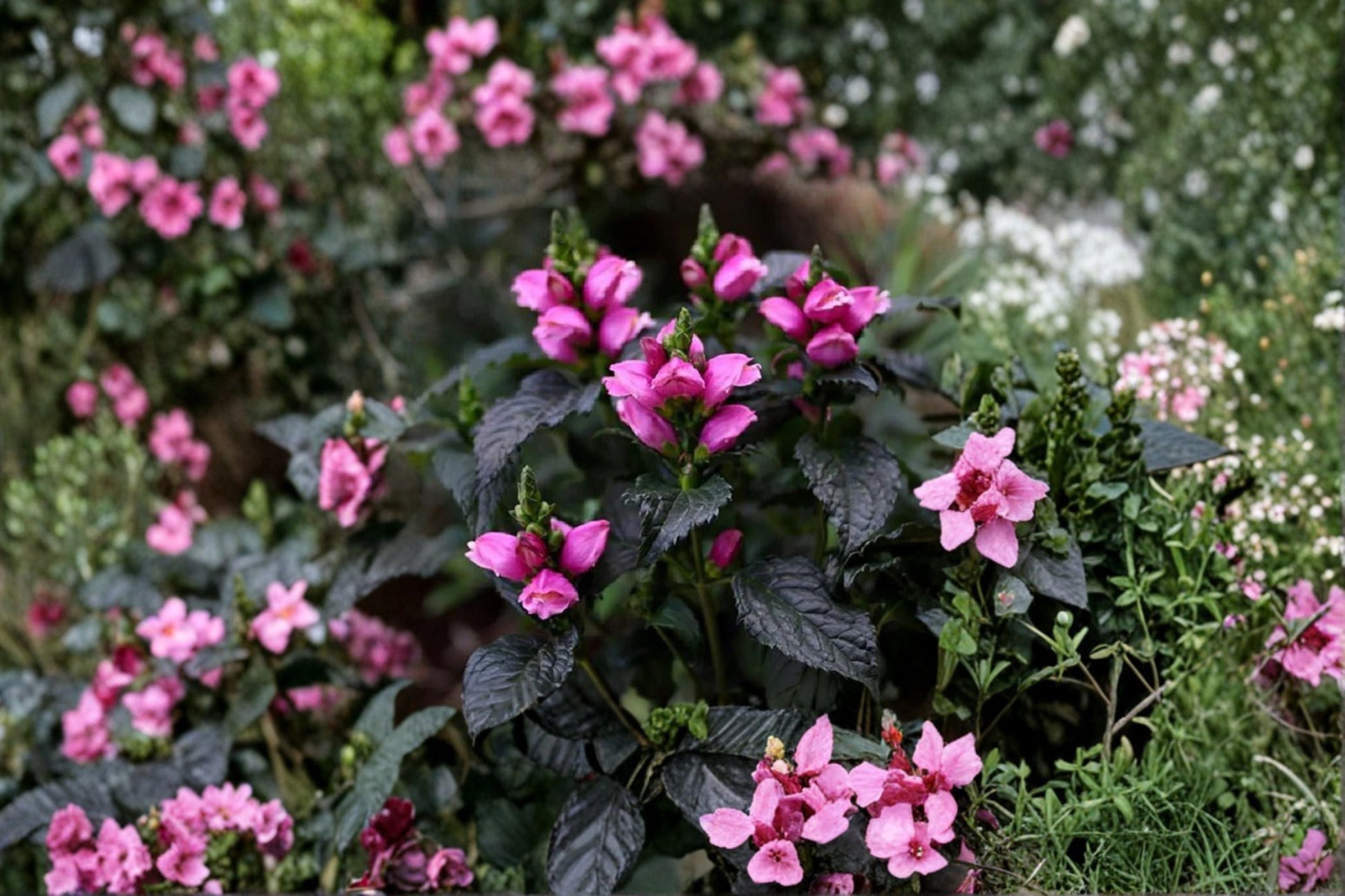 Dwarf Turtlehead Plant | 3.5" Pot | Pink Flowers | Chelone obliqua 'Tiny Tortuga™' | Native Perennial | Hummingbird Friendly