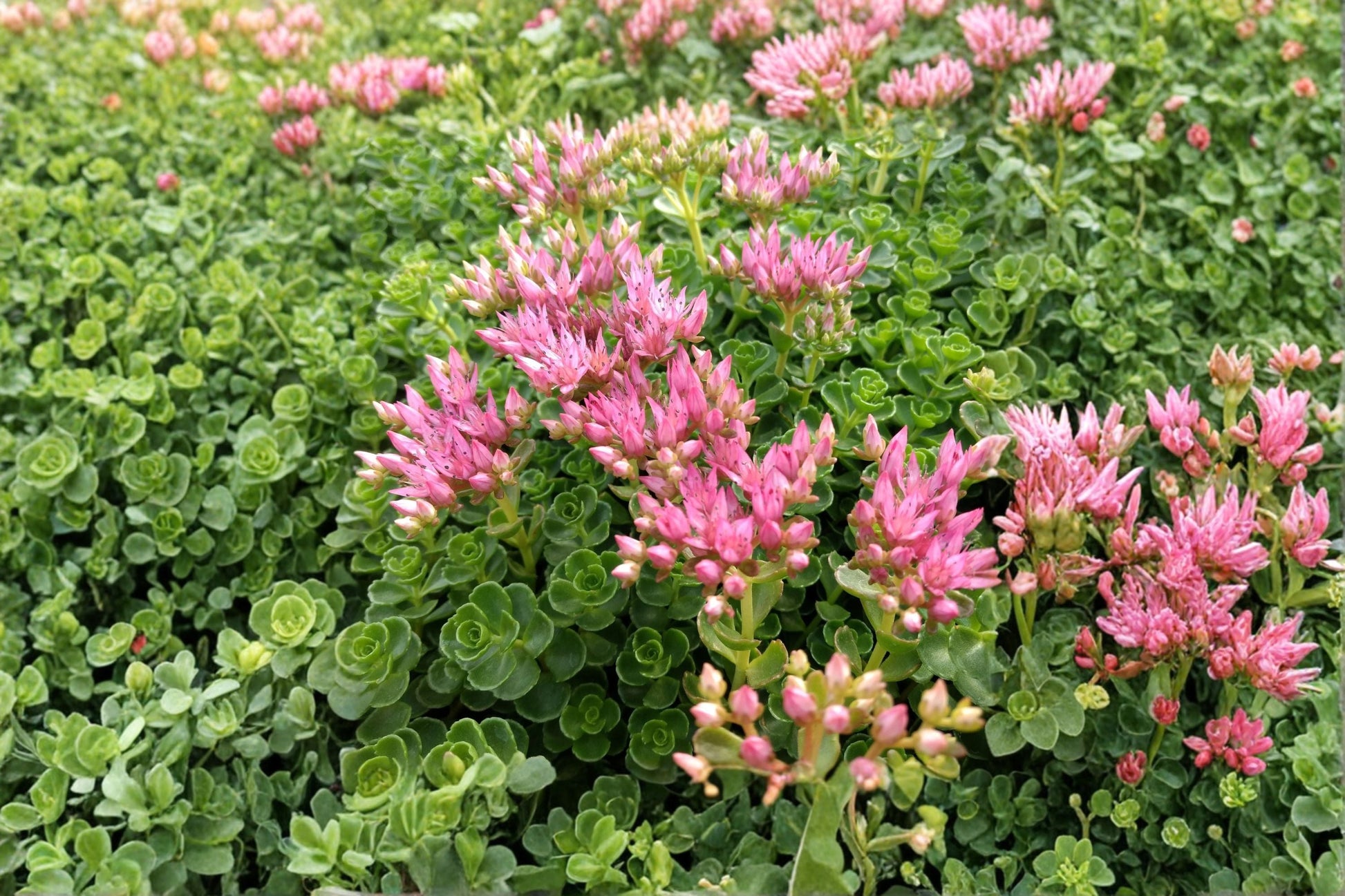 Sedum spurium 'John Creech' | Drought Tolerant Stonecrop Succulent | Pink Flowers | Live Evergreen Groundcover Plant