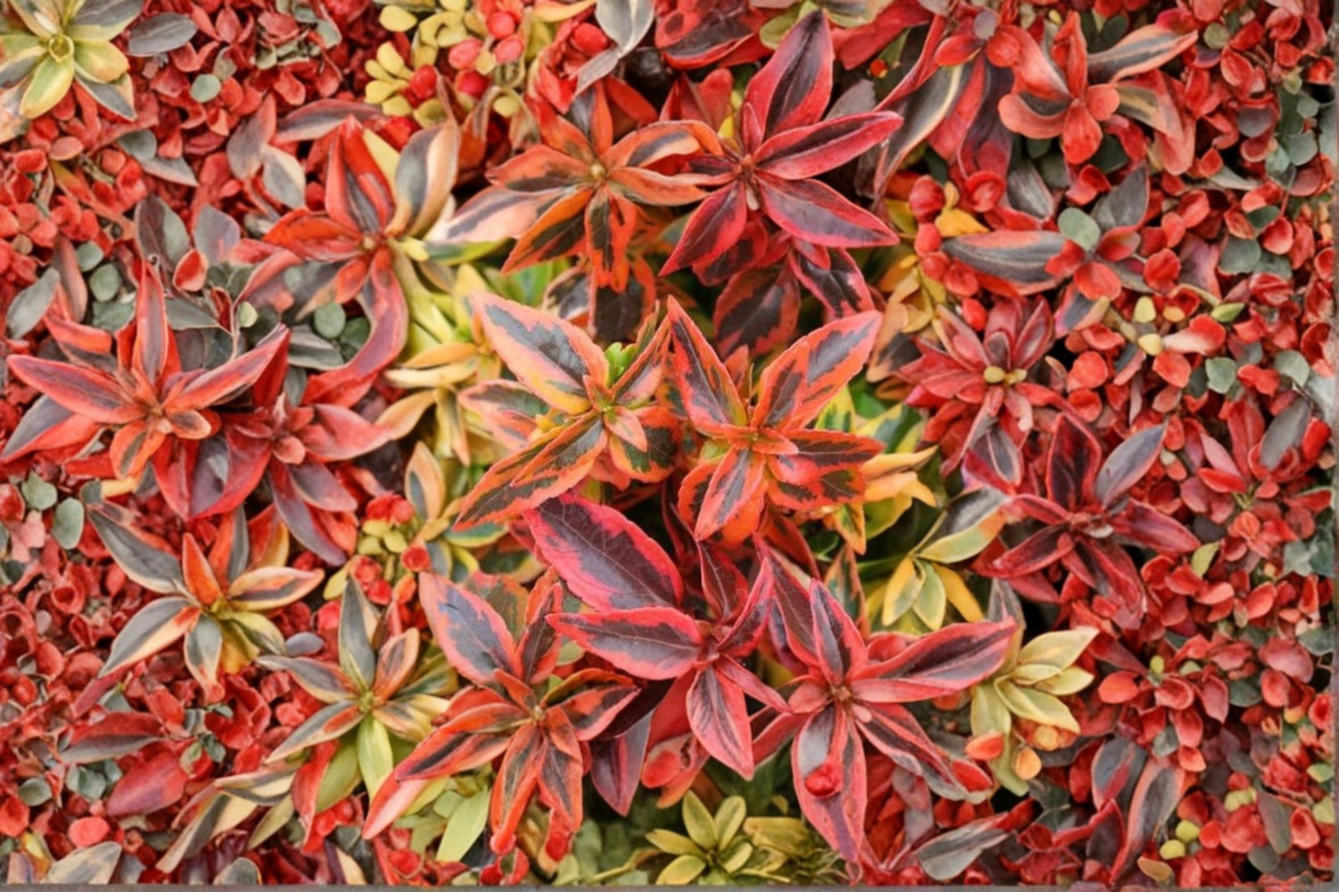 Abelia Shrub 'Kaleidoscope' | Variegated Evergreen | Color Changing Foliage | Abelia x grandiflora | Low Maintenance Plant