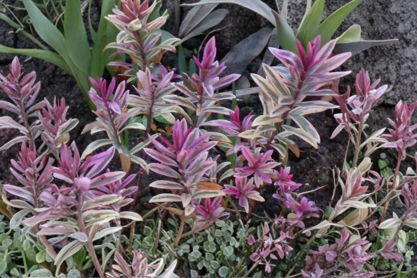 Hebe 'Walter Buccleugh' | Compact Evergreen Shrub | Purple Flowering Dwarf Plant | 4.5" Pot or 1 Gallon Live Plant