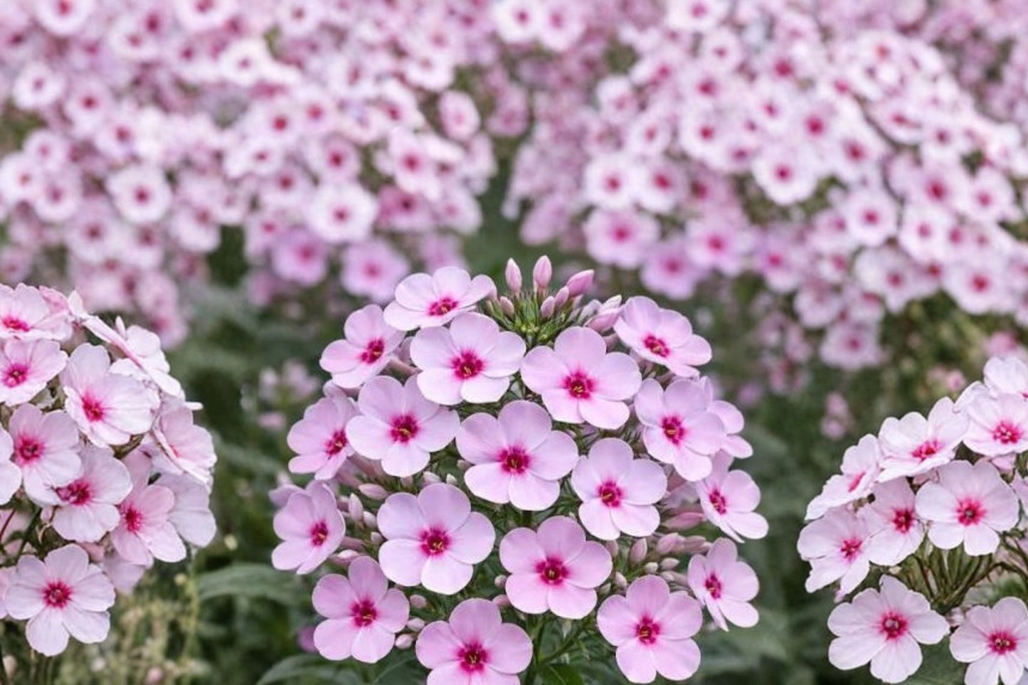Garden Phlox 1 Gallon Pot Pink Flowering Perennial Phlox paniculata 'Bright Eyes' Fragrant Pollinator Plant