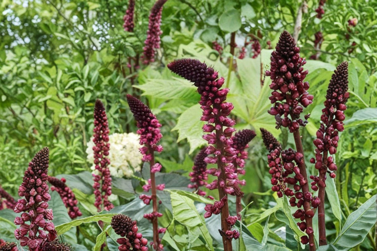 Lysimachia 'Beaujolais' | 3.5" Pot | Dark Purple Loosestrife | Burgundy Flower Perennial | Non-Invasive Pollinator Plant