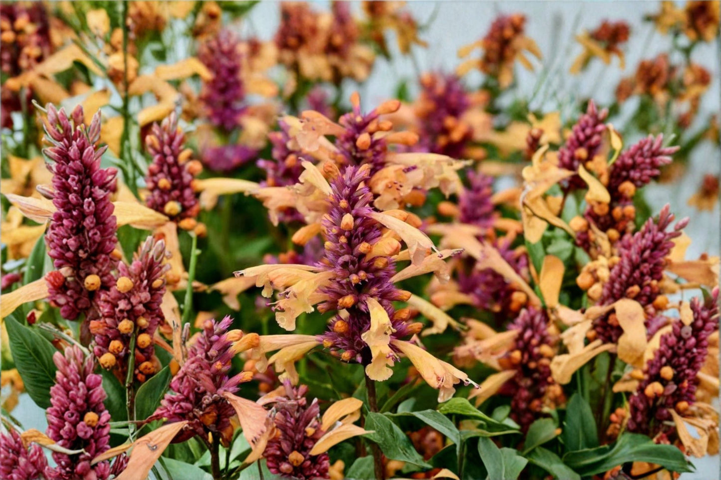 Agastache 'Peachie Keen' Hummingbird Mint | 1 Gallon Pot | Peach Orange Hyssop | Pollinator Perennial | Drought Tolerant Plant