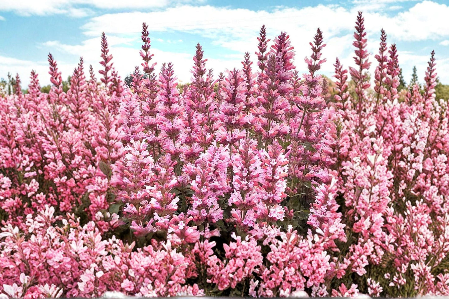 Agastache 'Pink Pearl' Live Plant | Hummingbird Mint | Pink Hyssop Perennial | Fragrant Drought Tolerant Flower