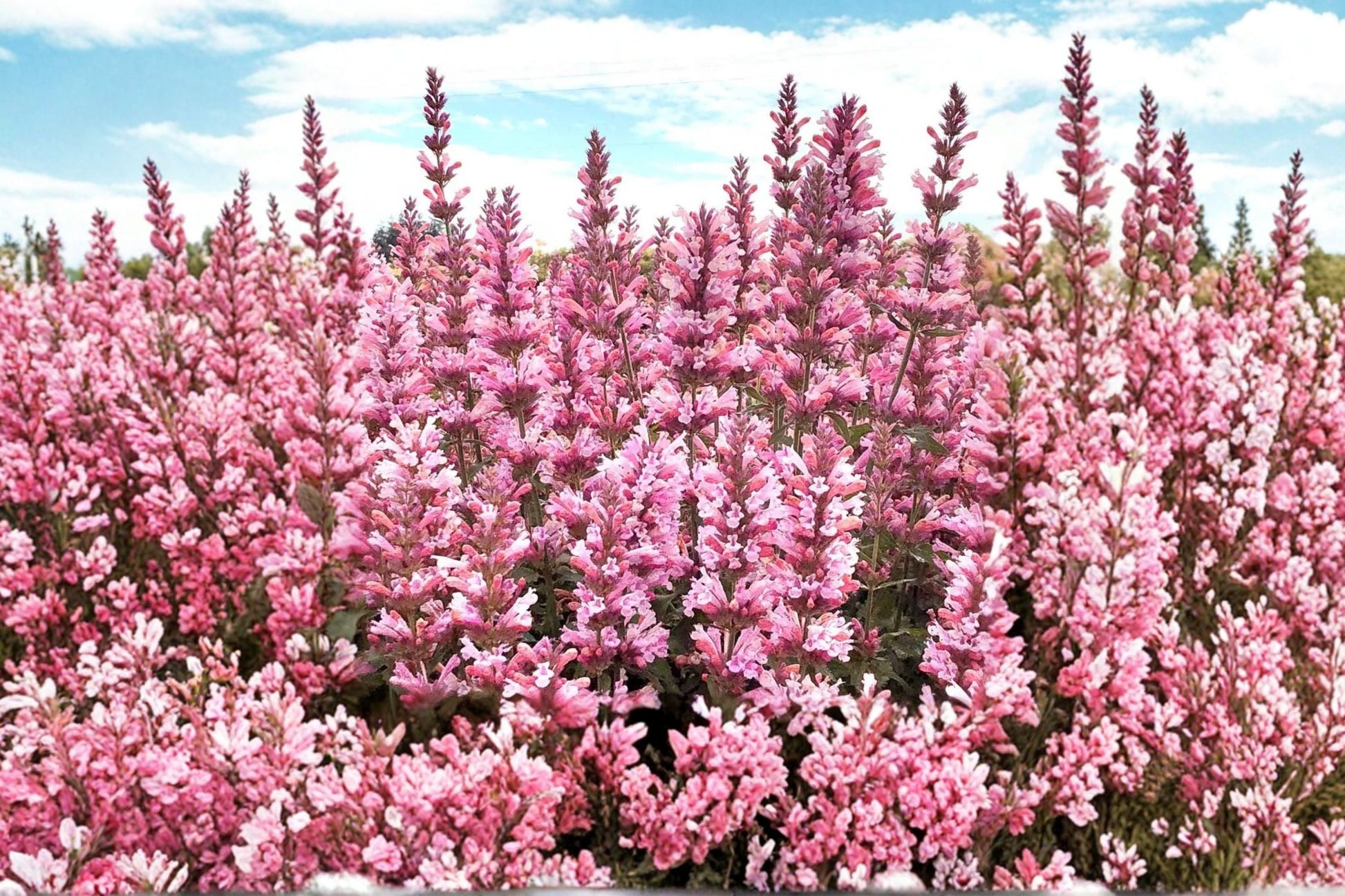 Agastache 'Pink Pearl' Live Plant | Hummingbird Mint | Pink Hyssop Perennial | Fragrant Drought Tolerant Flower