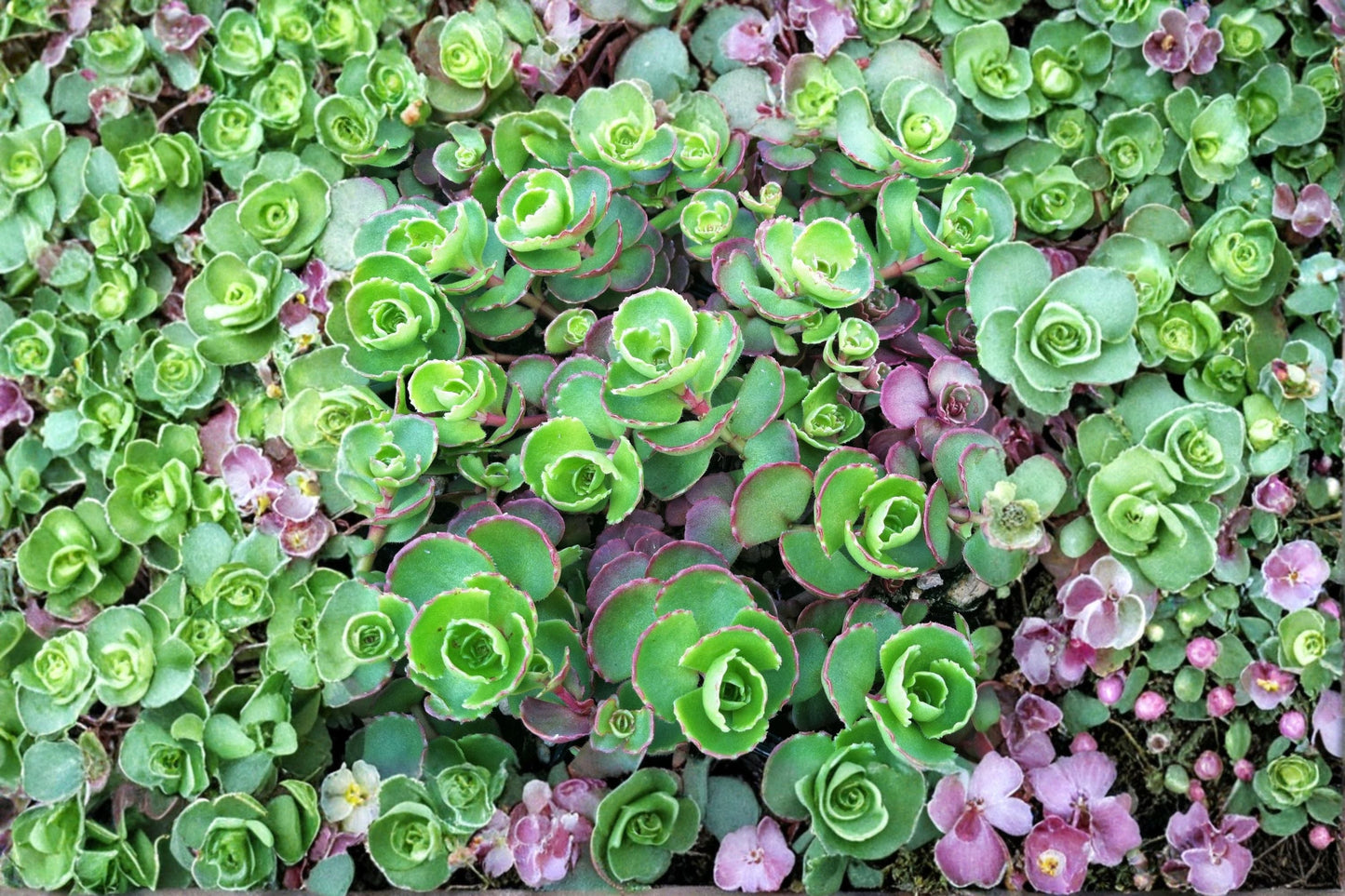 Sedum 'Dark Dragon' Succulent | 3.5" Pot | Red Foliage Groundcover | Evergreen Stonecrop | Drought Tolerant Live Plant