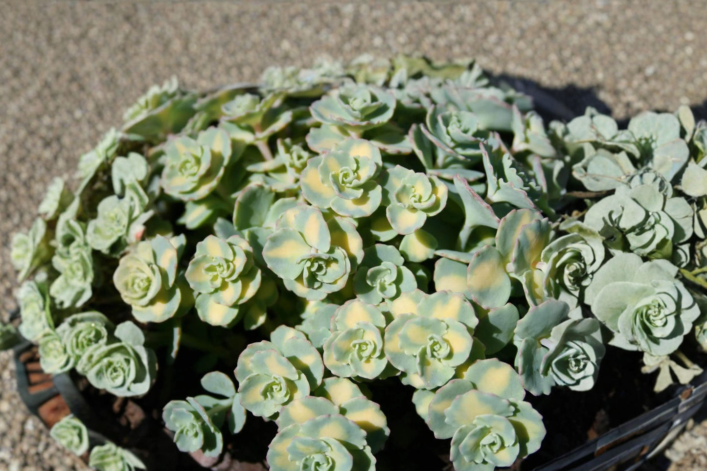Variegated Stonecrop Succulent Plug - Sedum sieboldii 'Mediovariegatum' - Blue Green & Gold Foliage, Pink Flowers