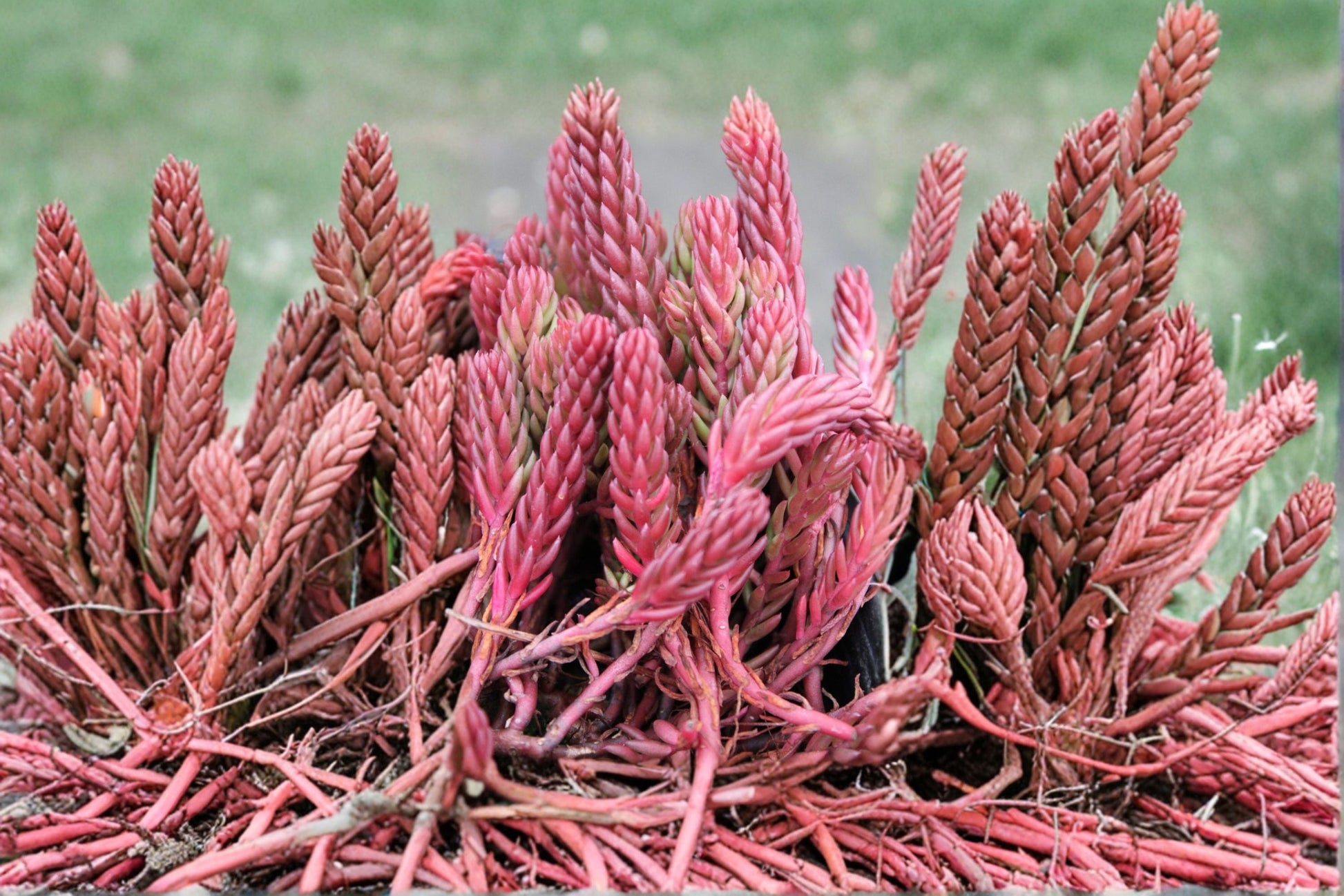 Sedum 'Red Wiggles' 3.5" Live Plant | Burgundy Red Green Stonecrop Succulent | Evergreen Groundcover | Drought Tolerant Succulent