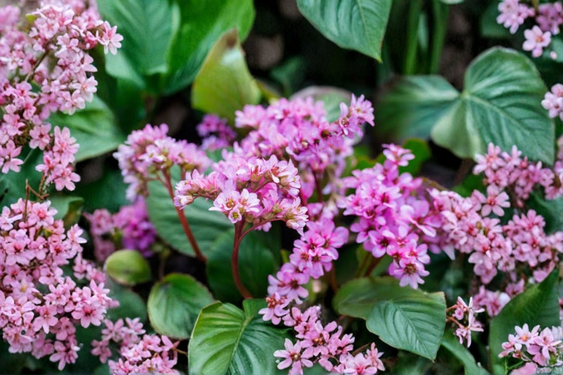 Bergenia 'Dumbo' Live Plant | Elephant Ear Perennial | Pink Flowers | Evergreen Groundcover | Deer Resistant | Bergenia ciliata