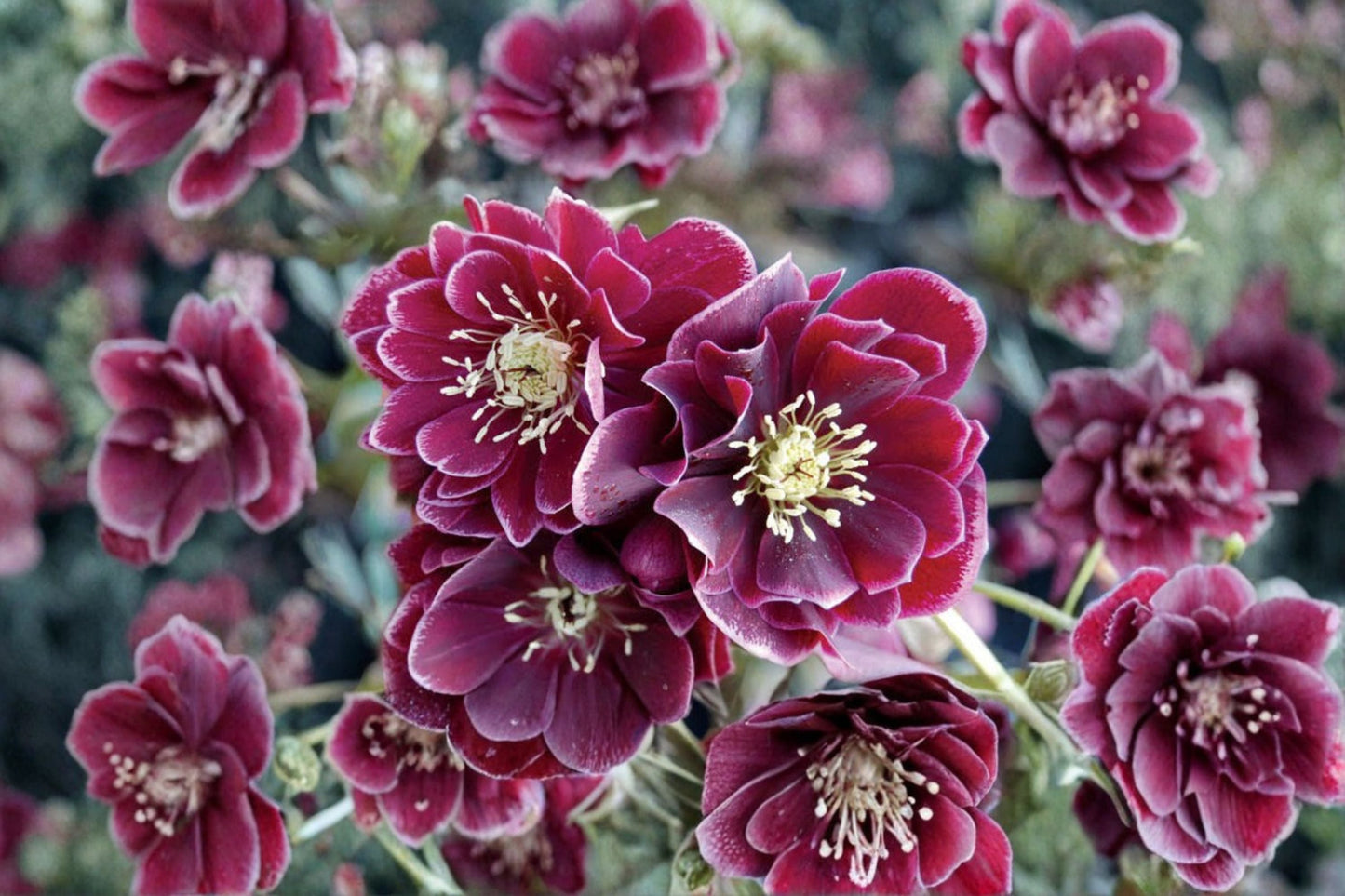 Lenten Rose Live Plant | Purple Hellebore 'Amethyst Gem' | Evergreen Perennial | Helleborus x hybridus | Deer Resistant