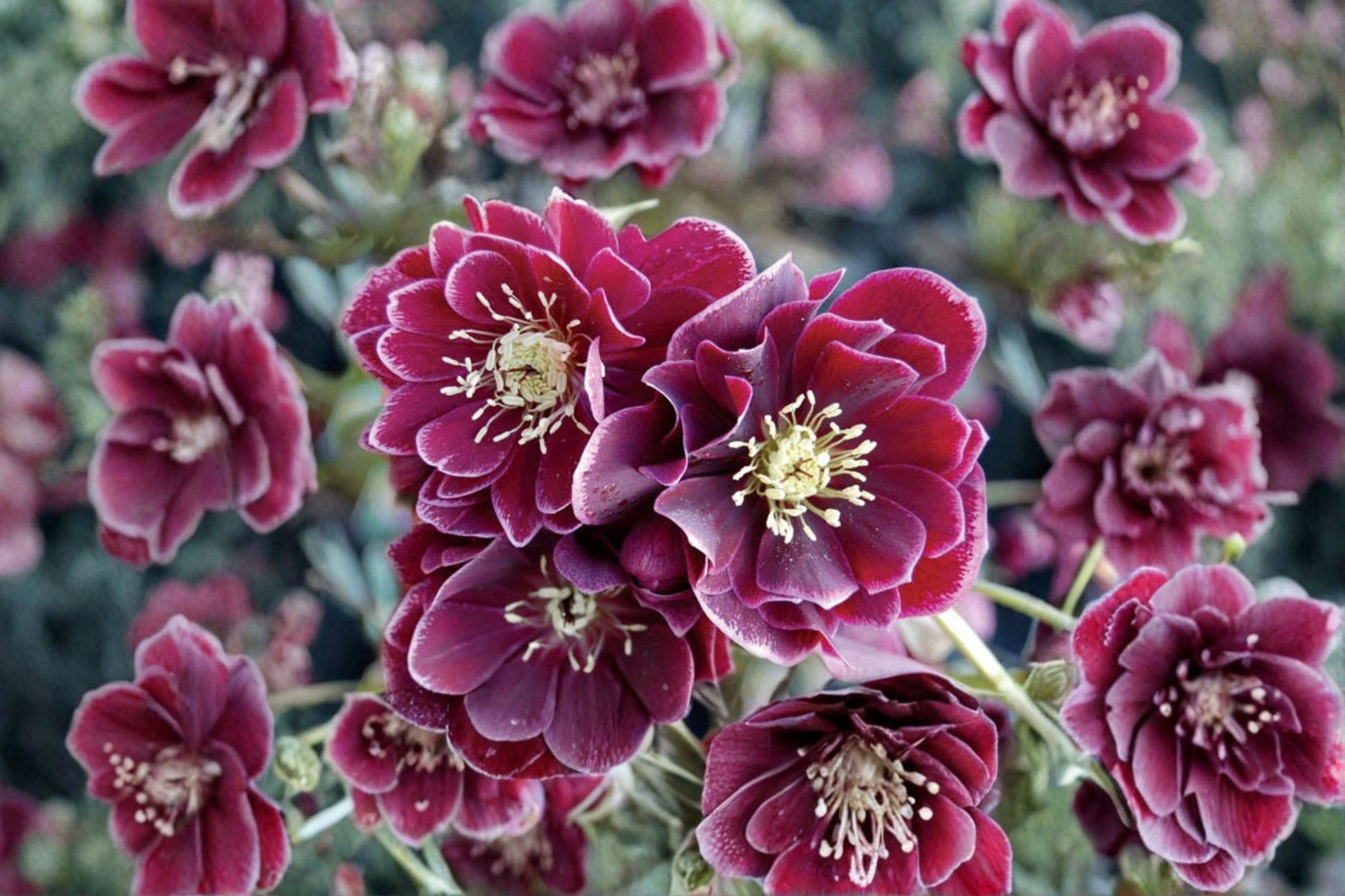 Lenten Rose Live Plant | Purple Hellebore 'Amethyst Gem' | Evergreen Perennial | Helleborus x hybridus | Deer Resistant