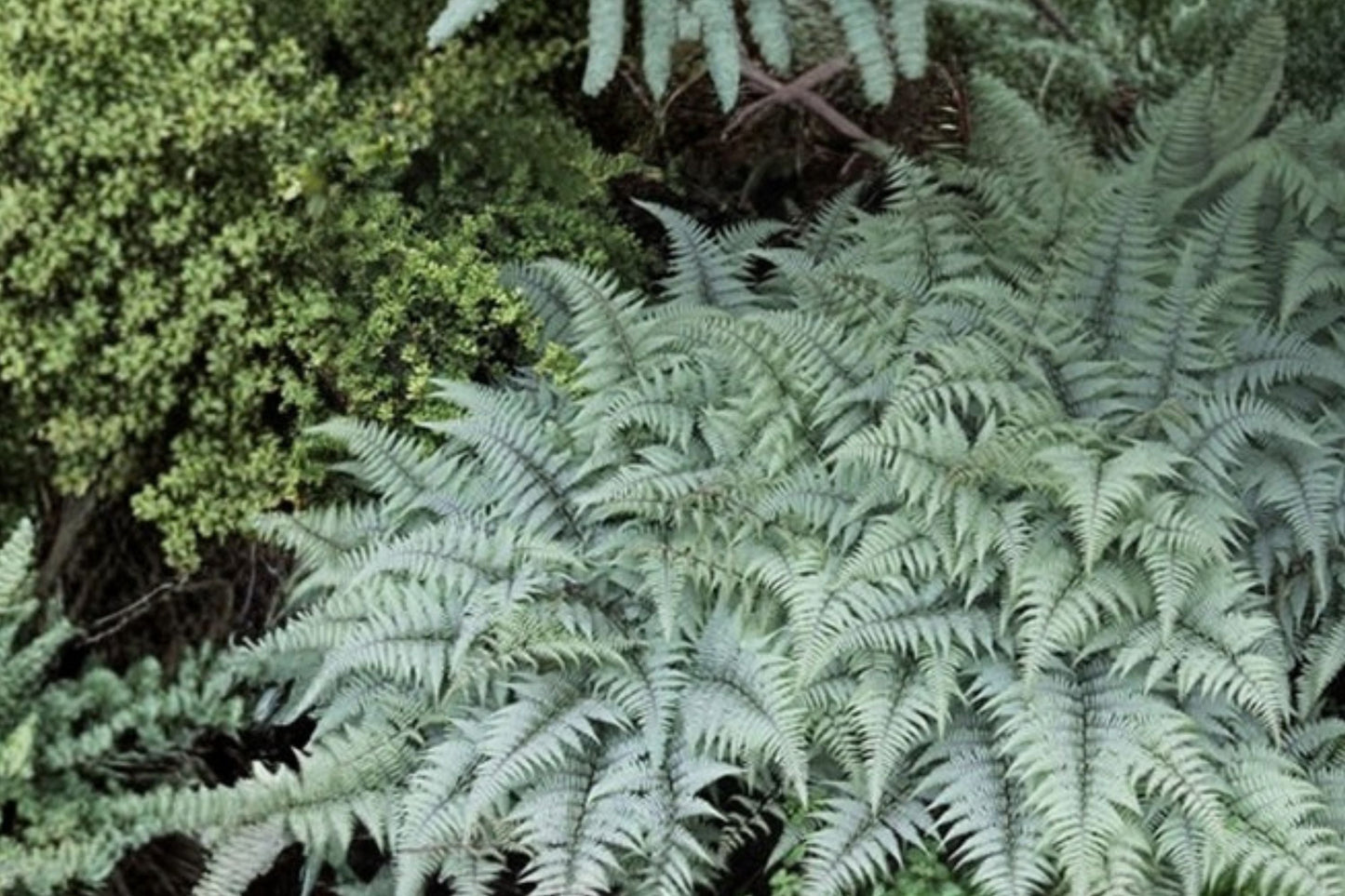 Athyrium 'Ghost' Fern | Silver Shade Perennial | Deer Resistant | Japanese Painted Fern | Live Plant | Woodland Garden Plant
