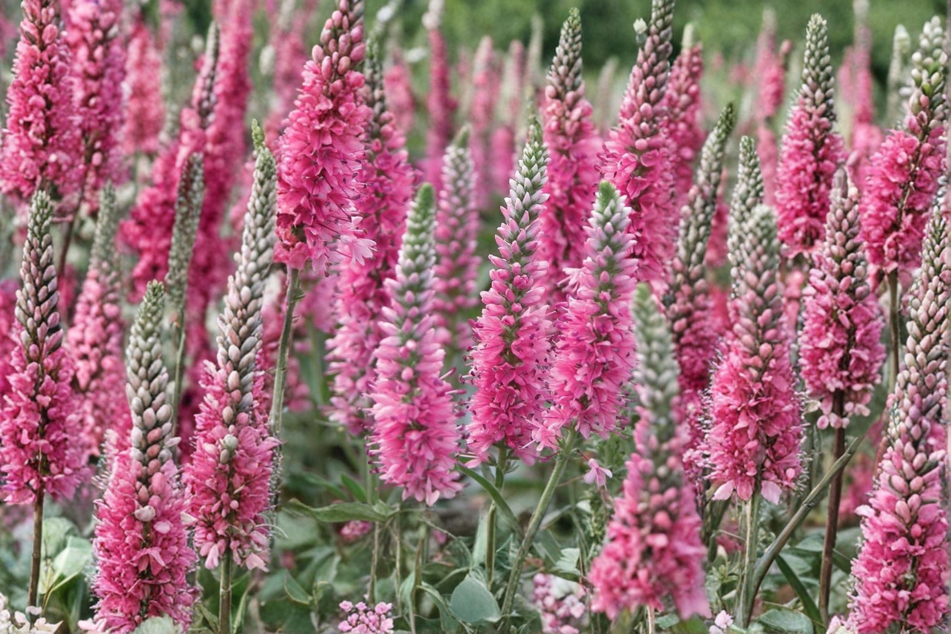 Red Speedwell Perennial Plant - 1 Gallon Veronica 'Red Fox' | Rose Pink Flower Spikes | Pollinator & Deer Resistant | Veronica spicata