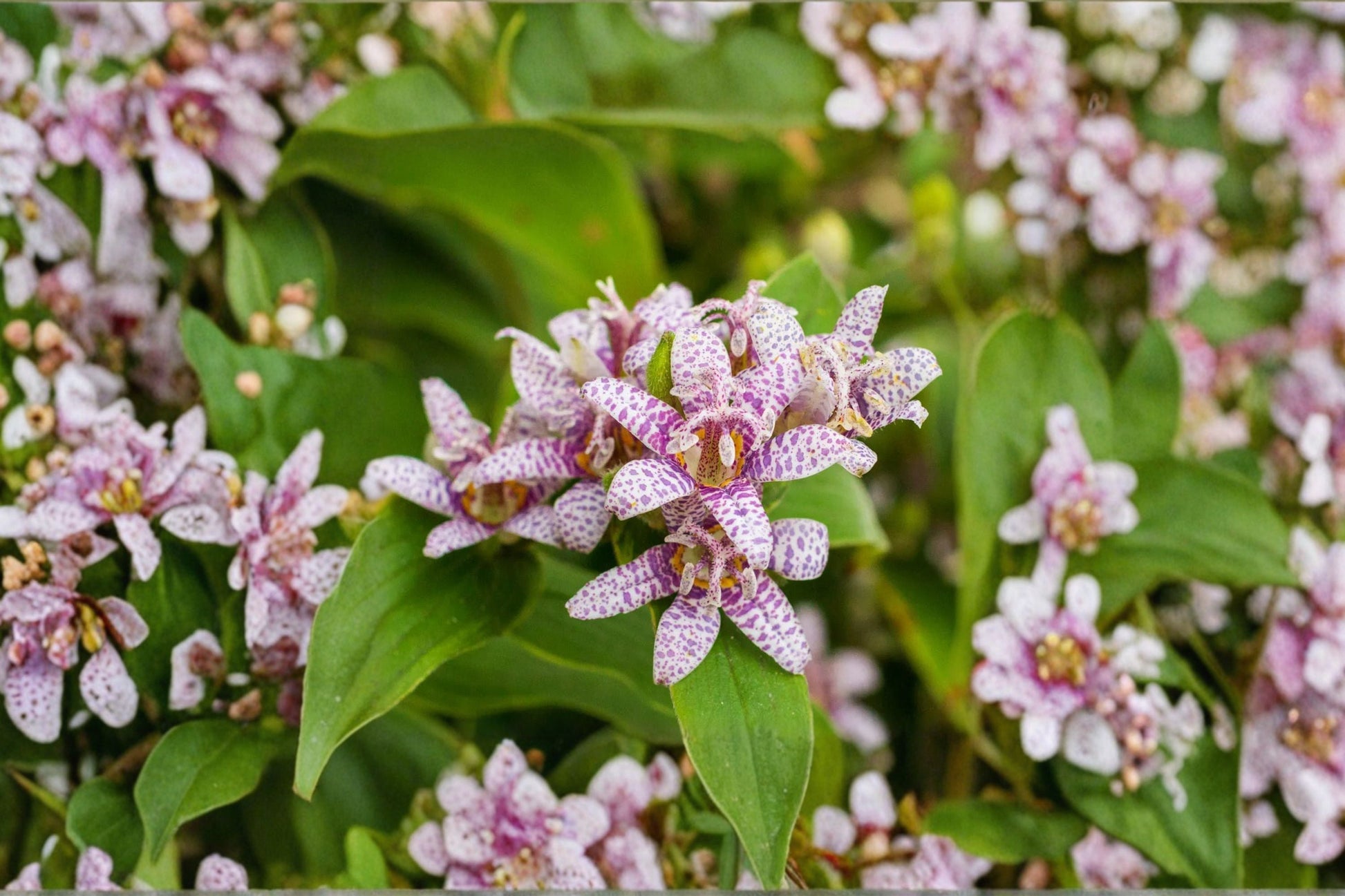 Toad Lily Live Plant 4.5" | Tricyrtis 'Seiryu' | Orchid-Like Lavender Blue Flowers | Shade Perennial for Woodland Gardens