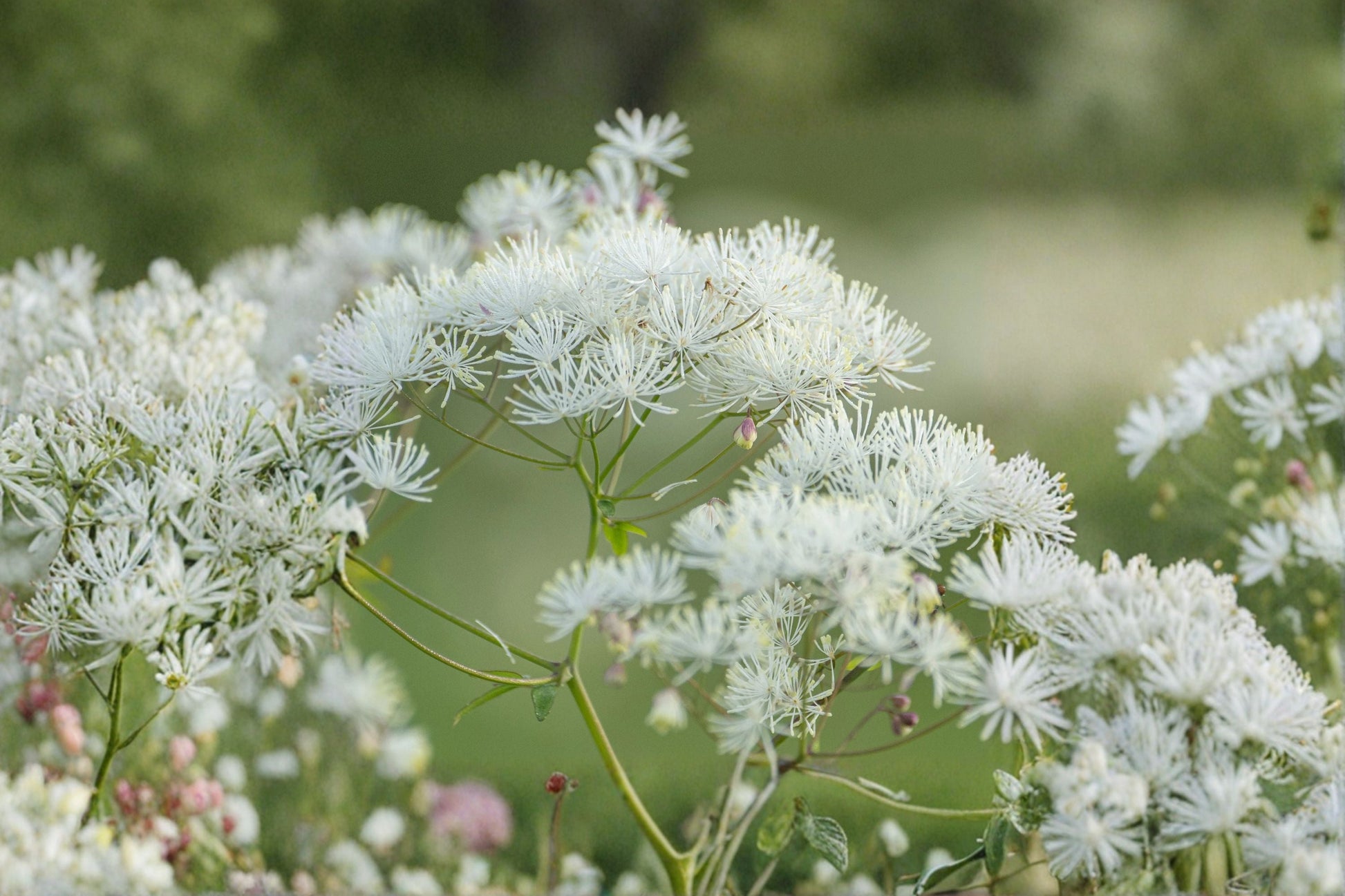 Meadow Rue Perennial Plant | 1 Gallon Thalictrum 'Nimbus White' | Airy White Flowers | Cottage Garden Favorite
