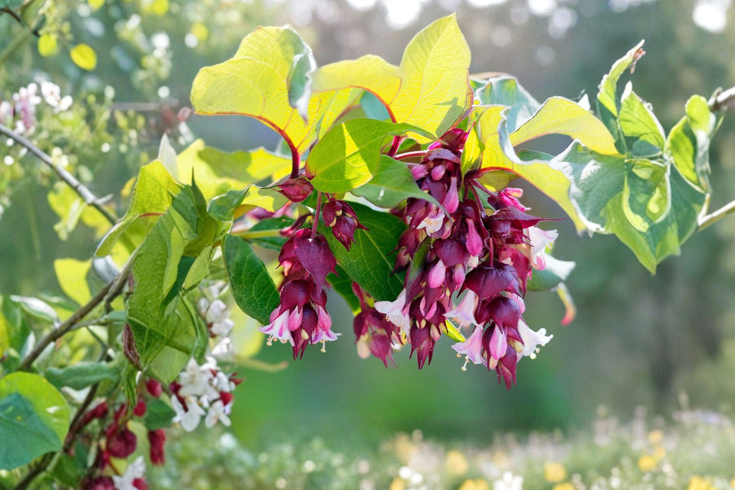 Golden Himalayan Honeysuckle Plant | Leycesteria 'Jealousy' | 1 Gallon | Burgundy Flowers | Pollinator-Friendly Shrub