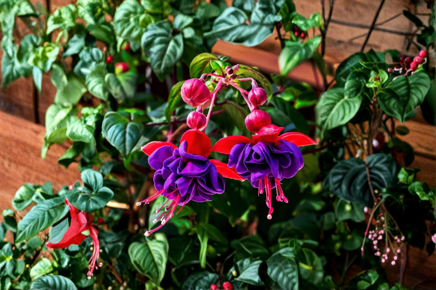 Fuchsia 'Tricolor' Plant | 1 Gallon Hardy Variegated Fuchsia | Red & Violet Flowers | Hummingbird Friendly Perennial
