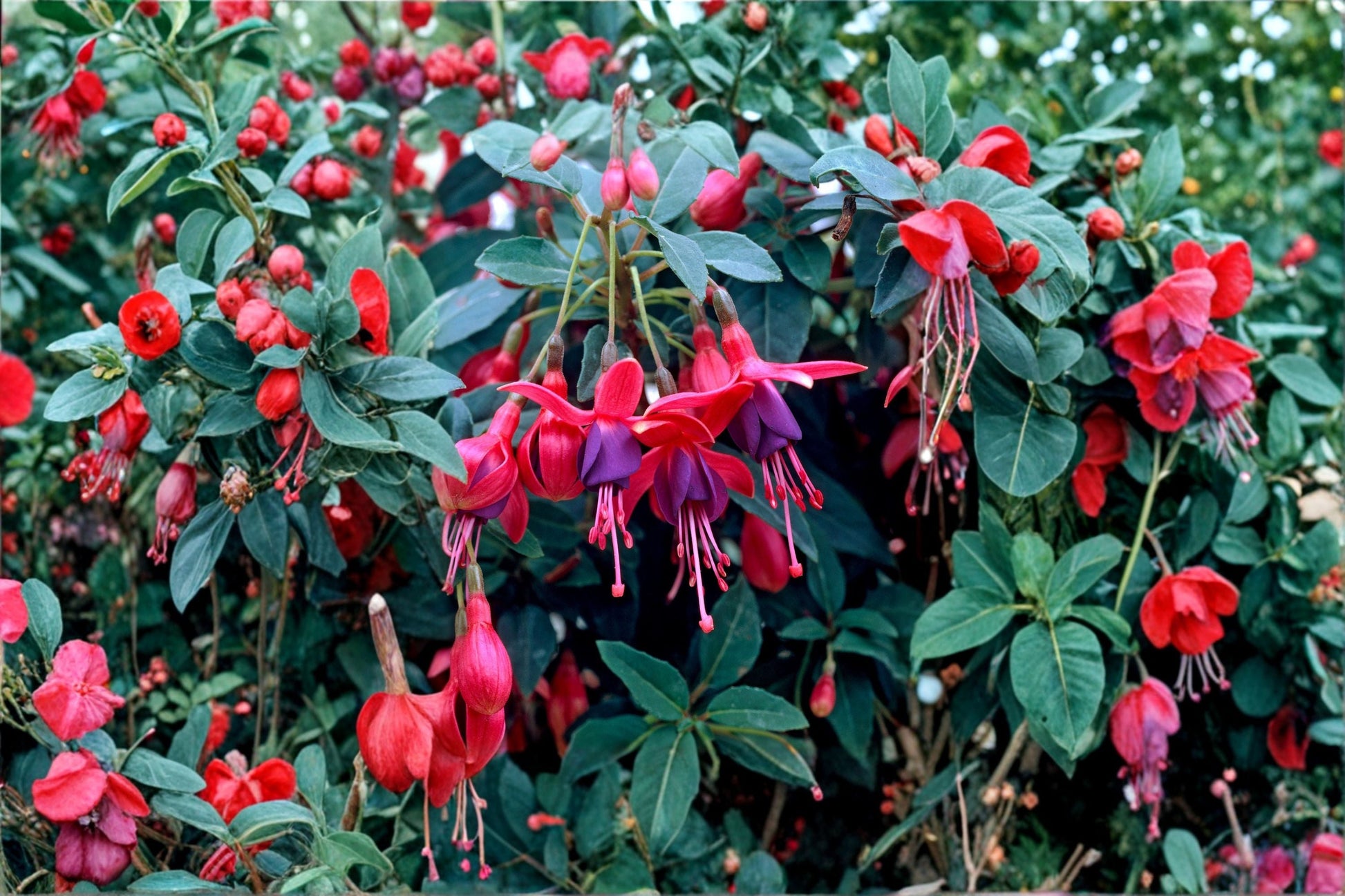Hardy Dwarf Fuchsia 1 Gallon Pot | Purple & Red Flowers | Hummingbird Plant | Fuchsia 'Tom Thumb' | Long Blooming Perennial
