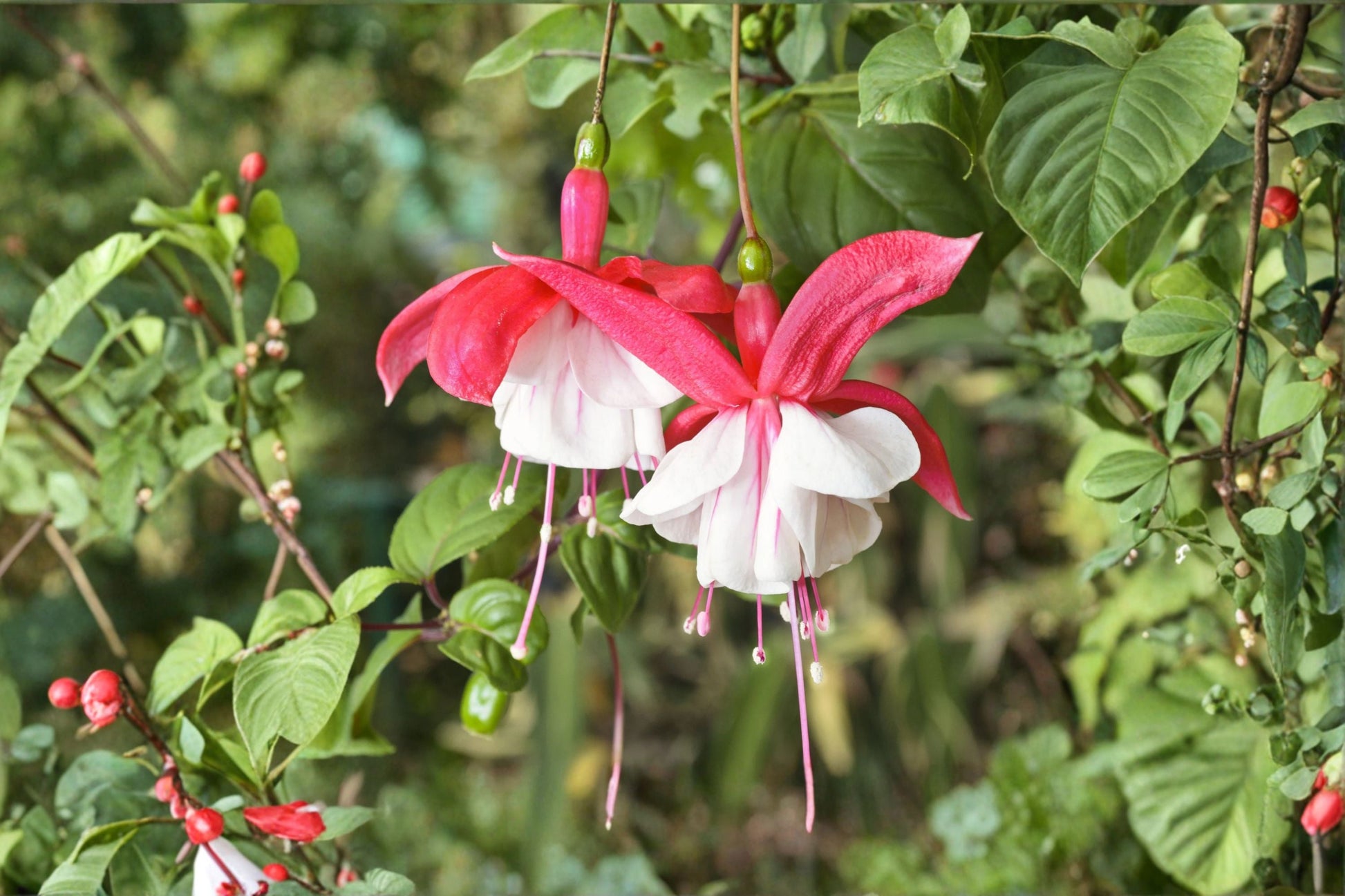 Hardy Fuchsia Plant 1 Gallon Pink & White Flowers Fuchsia 'Lady Thumb' Hummingbird Friendly Long Blooming Perennial