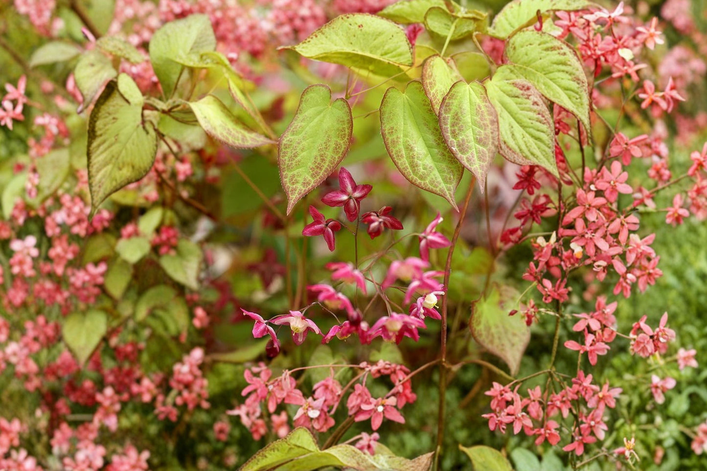 Epimedium x rubrum | 1 Gallon Pot | Bishop's Hat | Red Barrenwort | Fairy Wings | Deer Resistant Shade Groundcover