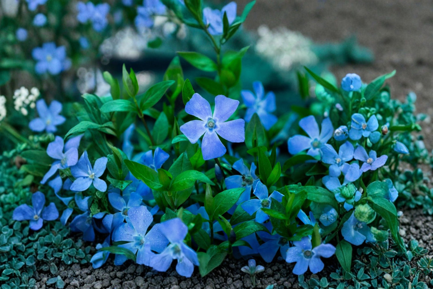 Vinca minor Trio | 3 Live Evergreen Periwinkle Plants | 'Alba', 'Merlot', 'Bowles Blue' | Groundcover for Shade