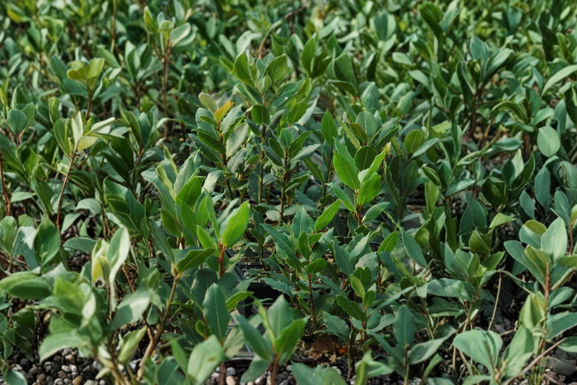 Bay Laurel Tree | 1 Gallon Pot | Sweet Bay Culinary Herb | Laurus nobilis | Evergreen Live Plant for Gardens & Cooking