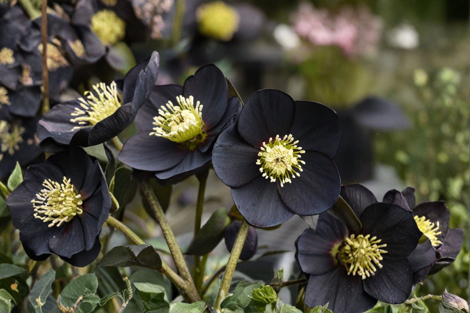 Lenten Rose 1 Gallon Pot Black Diamond Hellebore Helleborus Evergreen Shade Perennial Deer Resistant Black Blooms