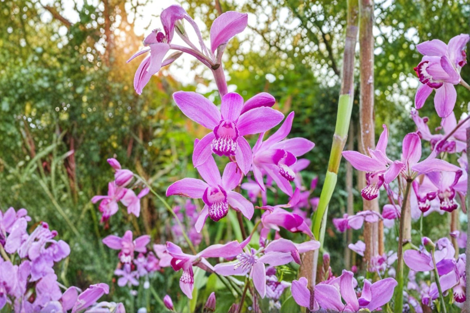 Bletilla striata 'Yokohama' | 4.5" Pot | Rare Hardy Orchid | Chinese Ground Orchid | Pale Pink Flowers