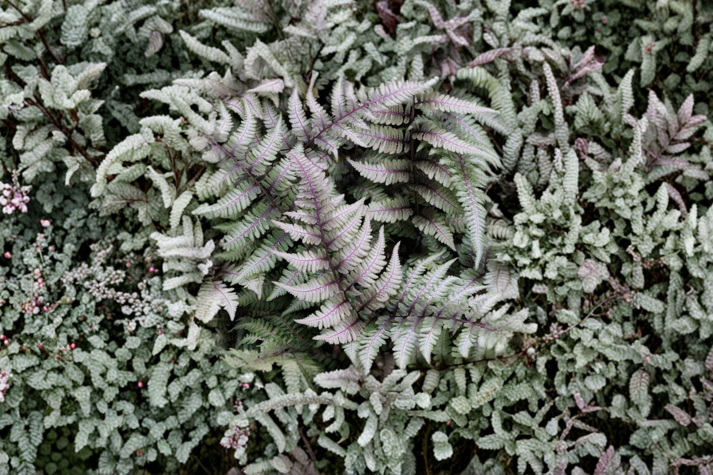 Japanese Painted Fern 13.5" Potted Plant | Athyrium niponicum 'Metallicum' | Silver Purple Foliage | Shade Perennial | Deer Resistant