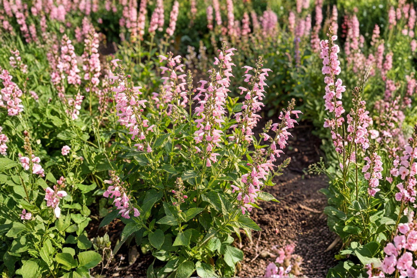 Salvia 'Eveline' Live Plant | Soft Pink Perennial Sage | Pollinator Friendly | Deer Resistant | Salvia nemorosa