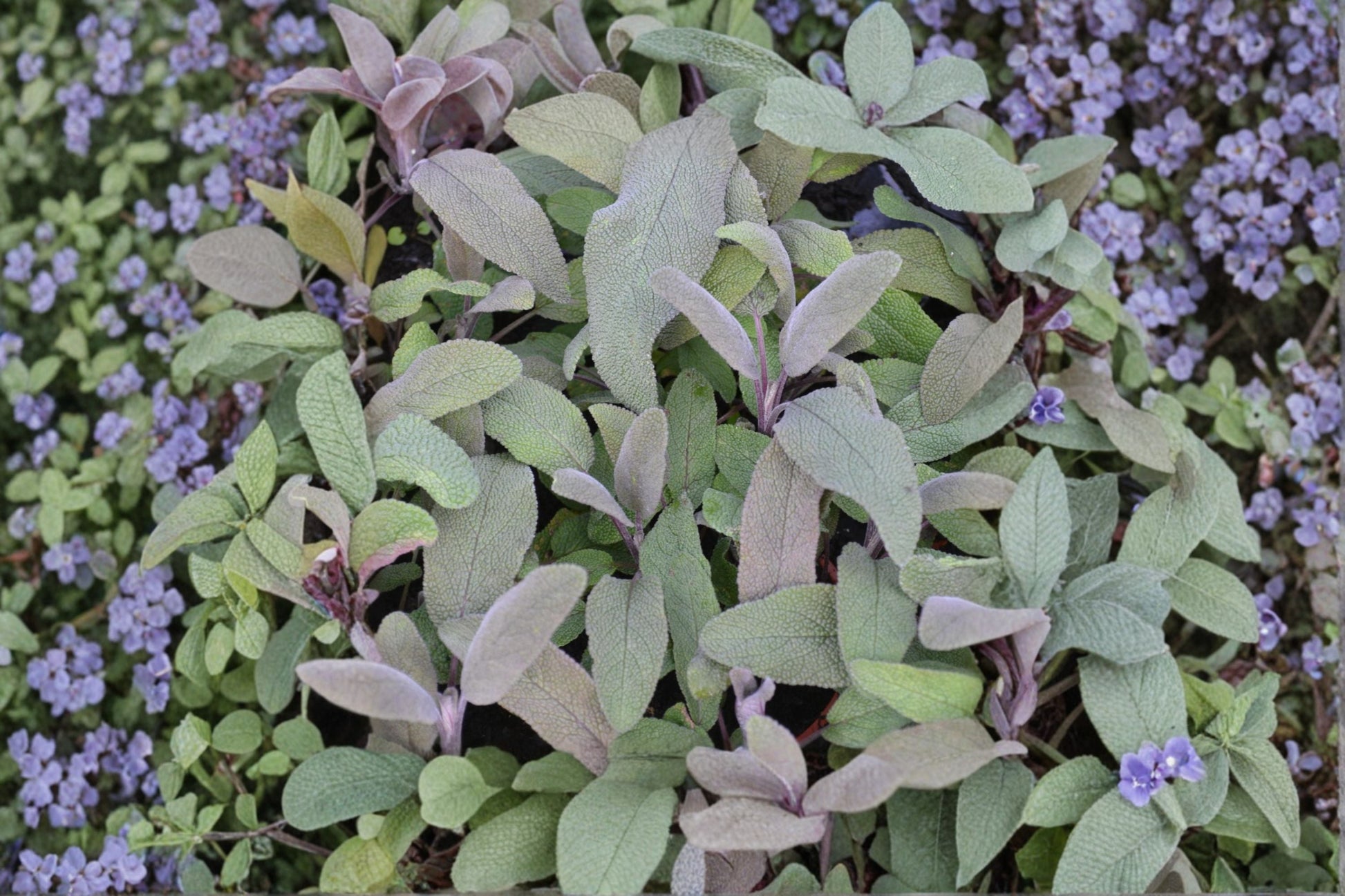 Purple Sage Plant | Live Culinary Herb | Purple Leaf Sage | Salvia officinalis 'Purpurascens' | Pollinator Friendly