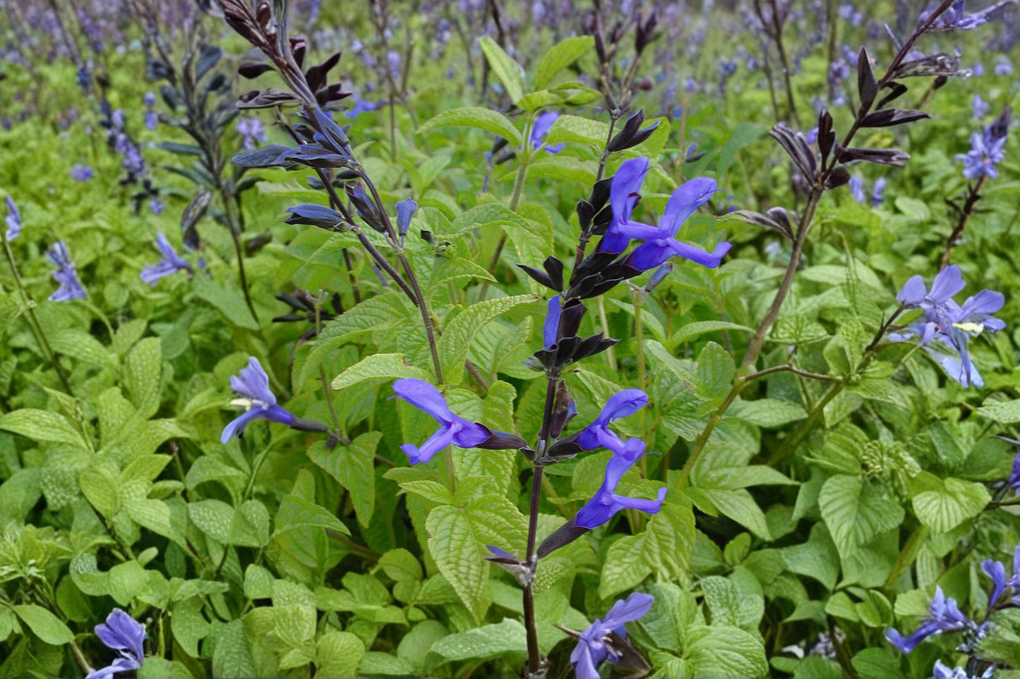 Live Salvia Plant | 1 Gallon Pot | Blue Anise Sage 'Black and Blue' | Cobalt Blue Flowers | Pollinator Favorite | Salvia guaranitica