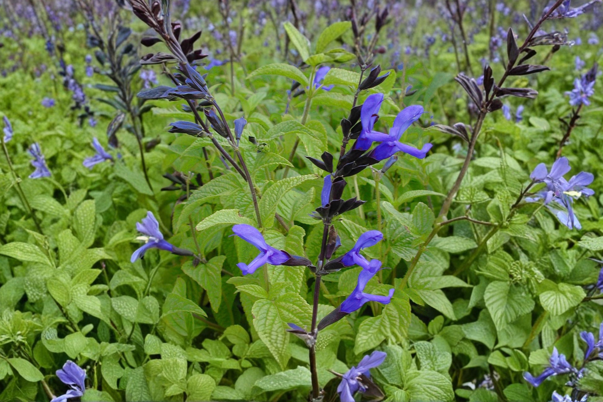 Live Salvia Plant | 1 Gallon Pot | Blue Anise Sage 'Black and Blue' | Cobalt Blue Flowers | Pollinator Favorite | Salvia guaranitica