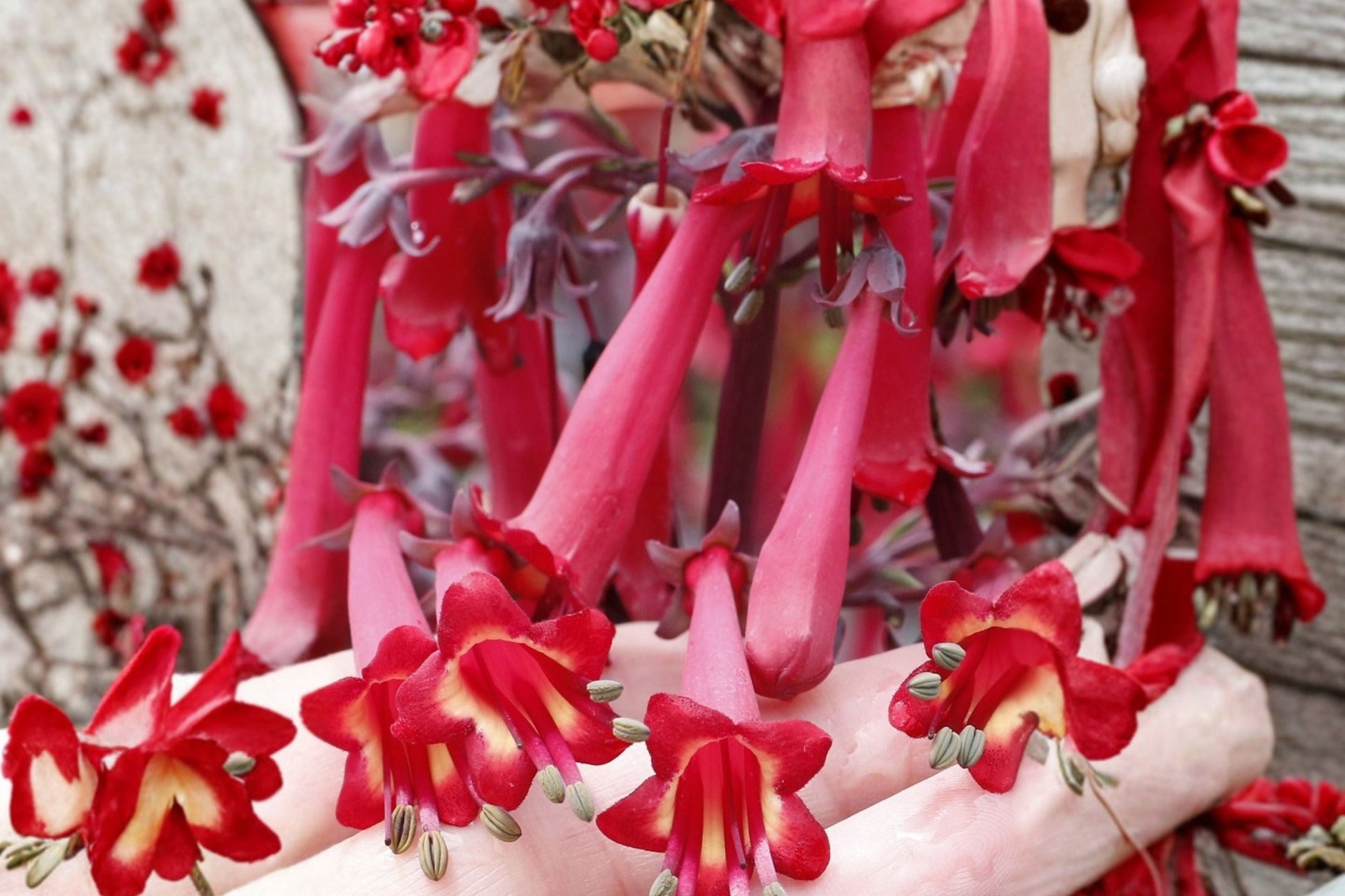 Cape Fuchsia Live Plant - Phygelius 'Colorburst Deep Red' - Long Blooming Semi-Evergreen Perennial Shrub - Hummingbird Attraction
