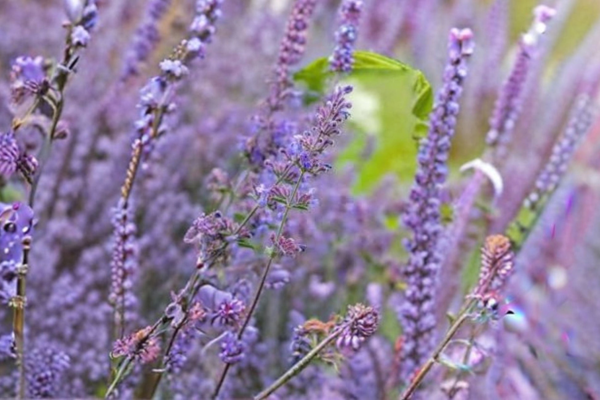 Catmint Plant | Live Perennial | Lavender Blue Blooms | Nepeta × faassenii 'Walker's Low' | Pollinator Friendly | Drought Tolerant