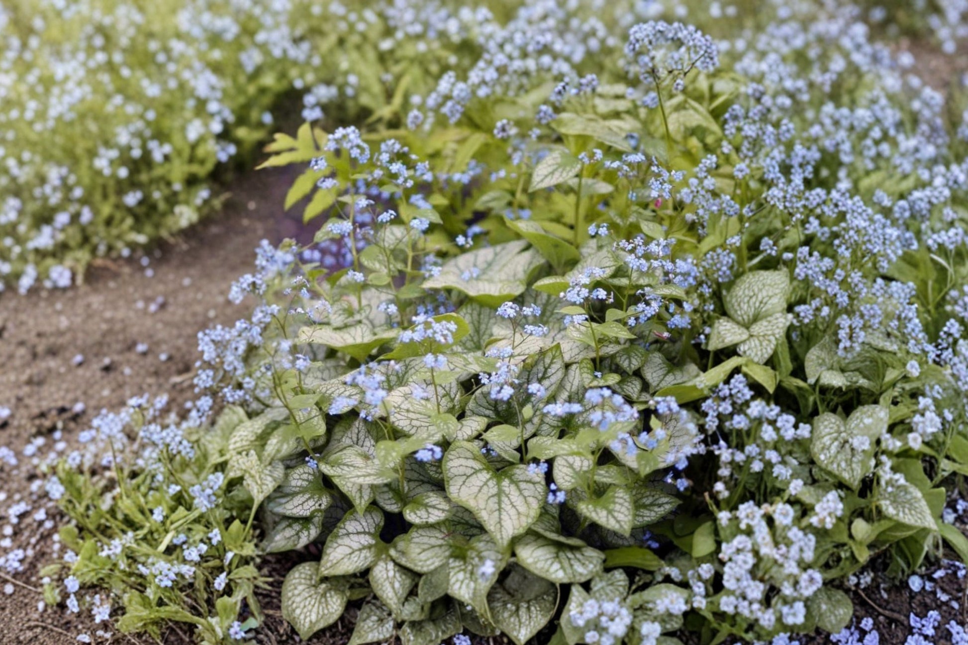 Brunnera 'Jack Frost' Live Plant | Silver Foliage Siberian Bugloss | Blue Spring Flowers | Brunnera macrophylla | Shade Perennial