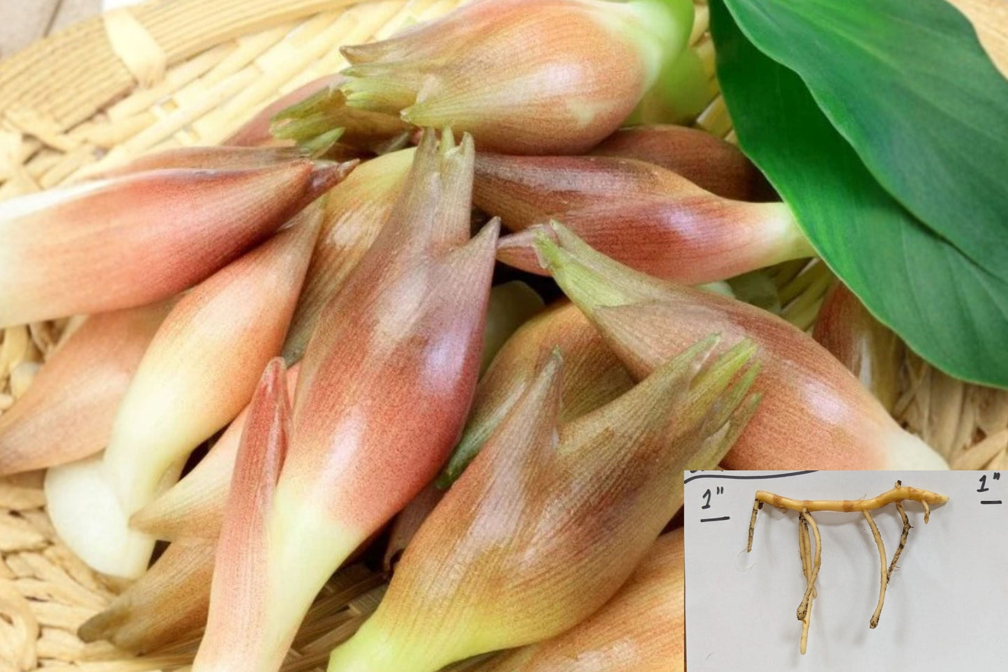 Myoga Ginger Live Roots - Fresh Dug Rhizomes - Edible Japanese Ginger Plant - Zingiber mioga - Cold Hardy to Zone 5b