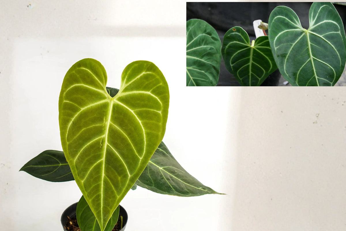 Anthurium Regale AFF Live Plants (Pack of 2) | Rare Velvet Leaf Aroid | Air Purifying Indoor Plant | Exotic Greenery