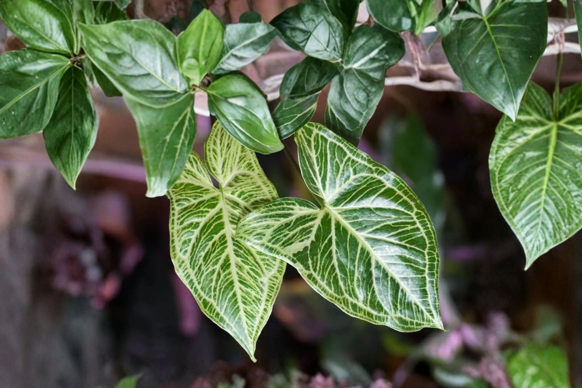 Syngonium Batik Plant | Variegated Arrowhead Vine | Easy Care Indoor Houseplant | Syngonium Podophyllum
